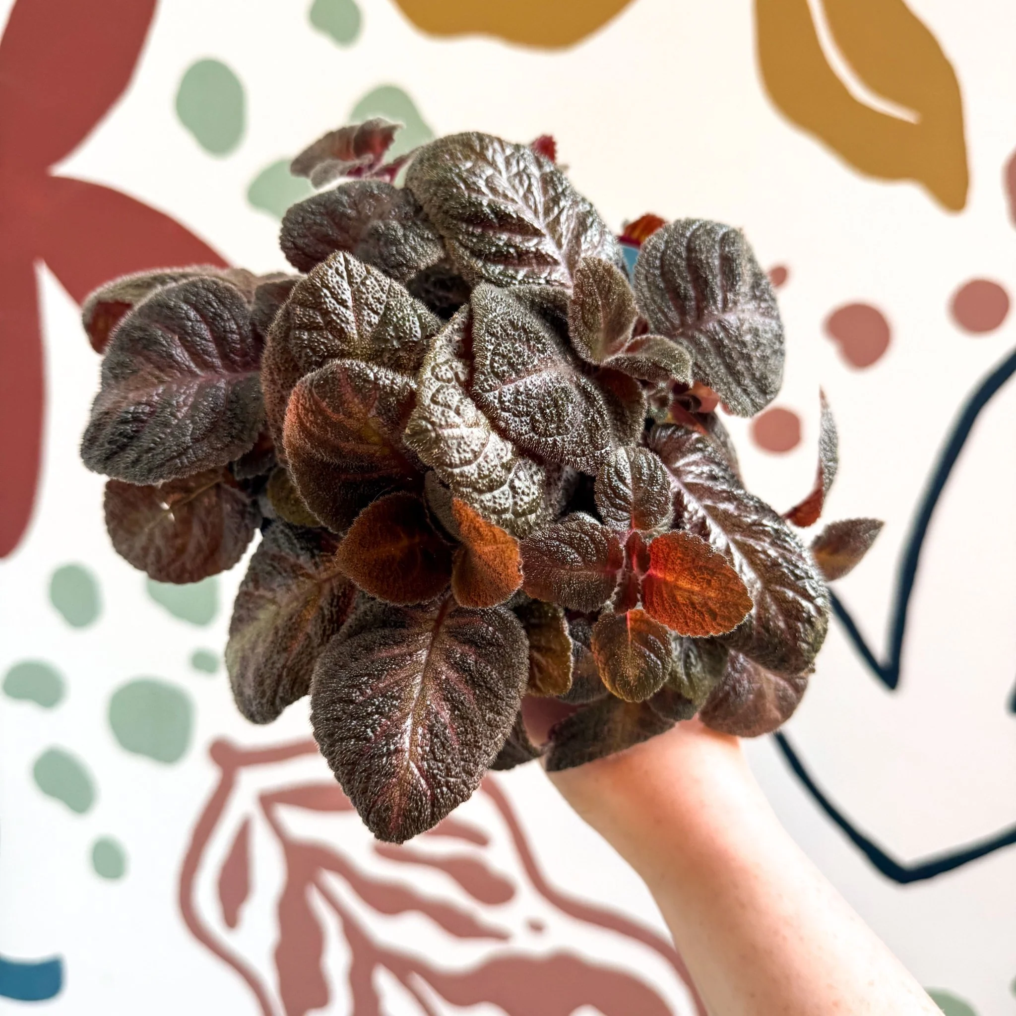 Episcia cupreata - Purple Flame Violet - Image 8