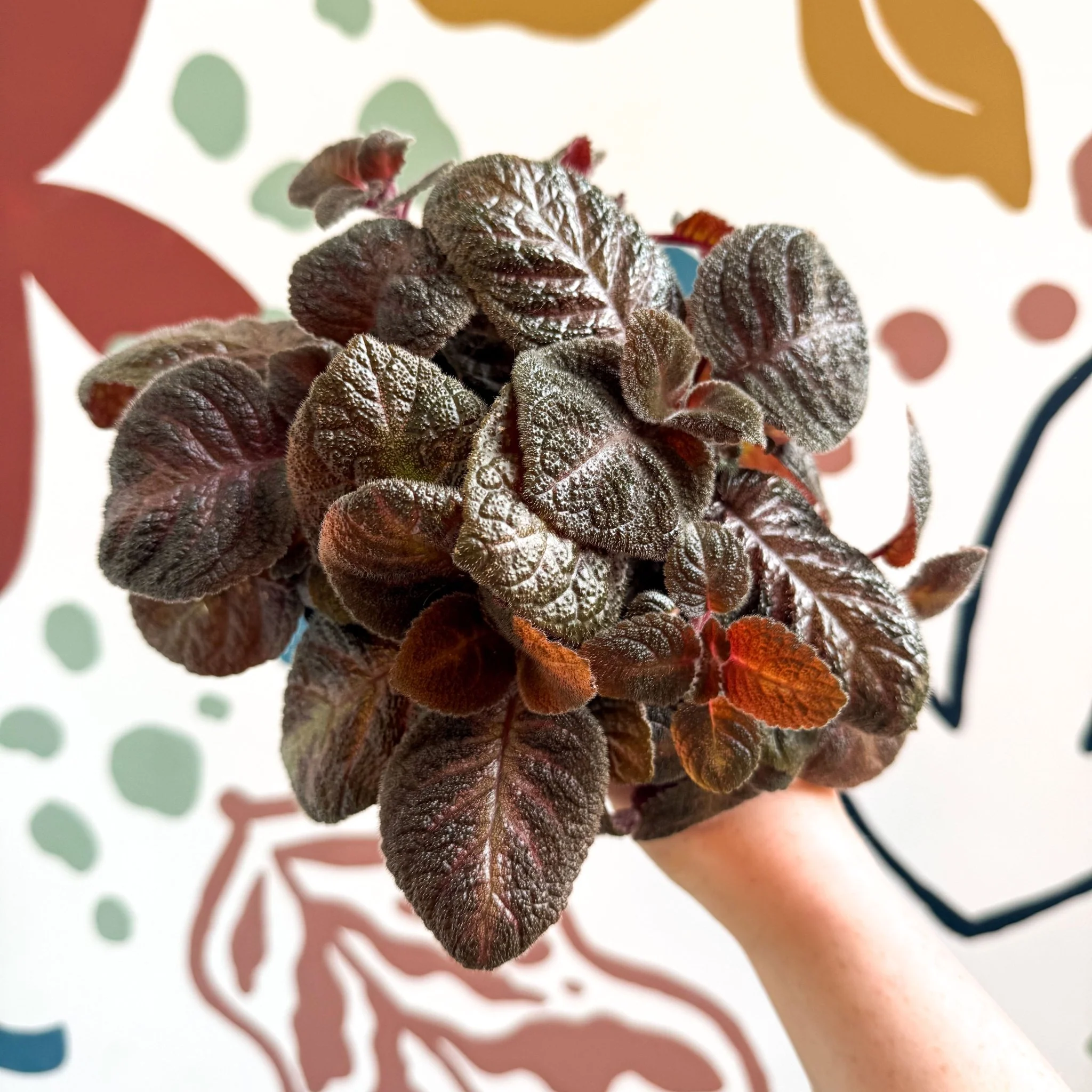 Episcia cupreata - Purple Flame Violet - Image 9