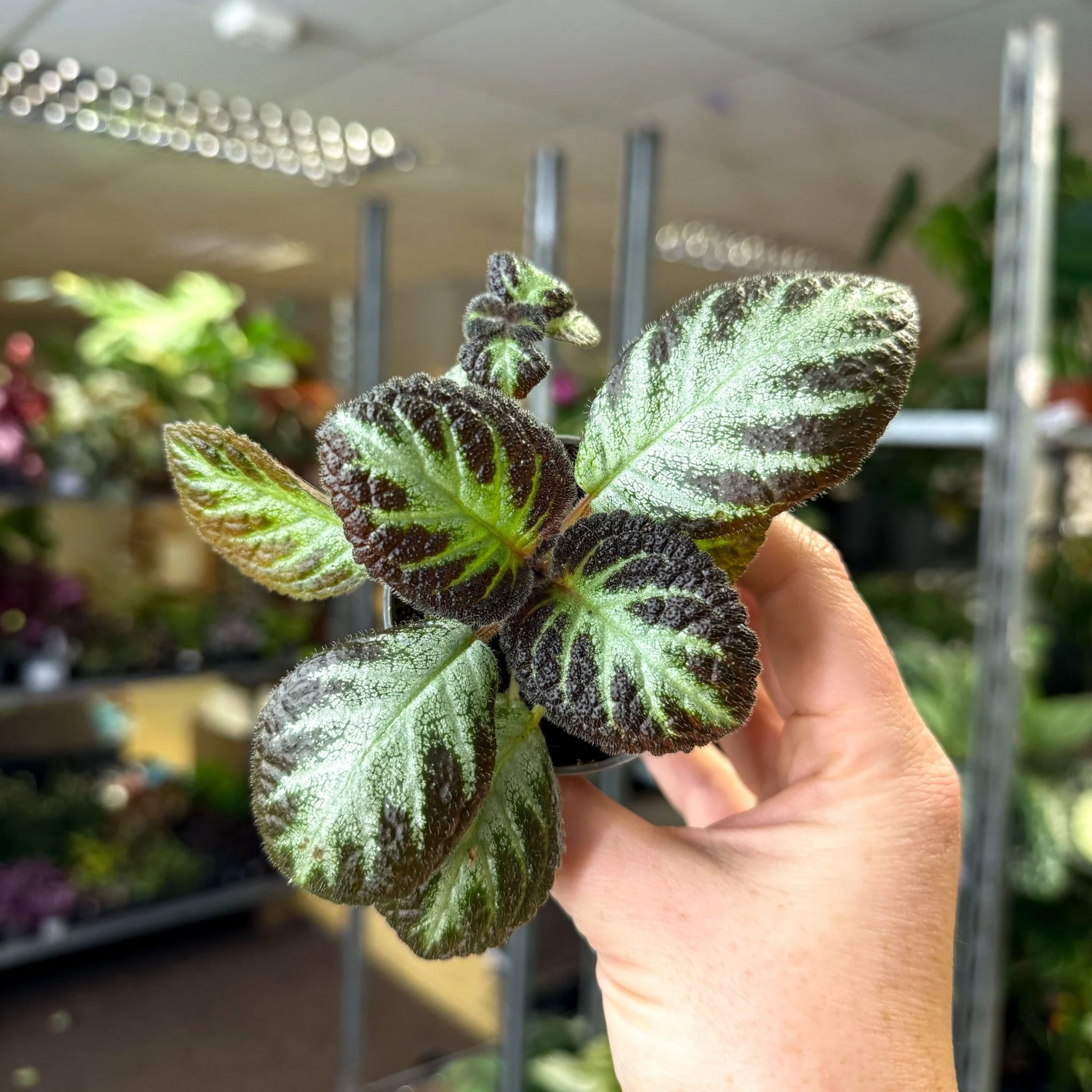 Episcia cupreata 'Silver Shield' - Flame Violet