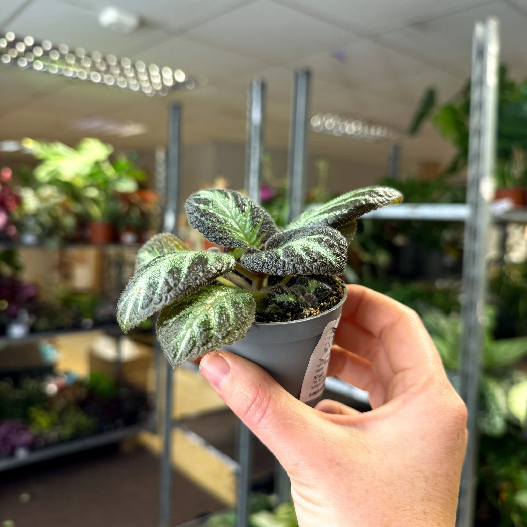 Episcia cupreata 'Silver Shield' - Flame Violet - Image 10