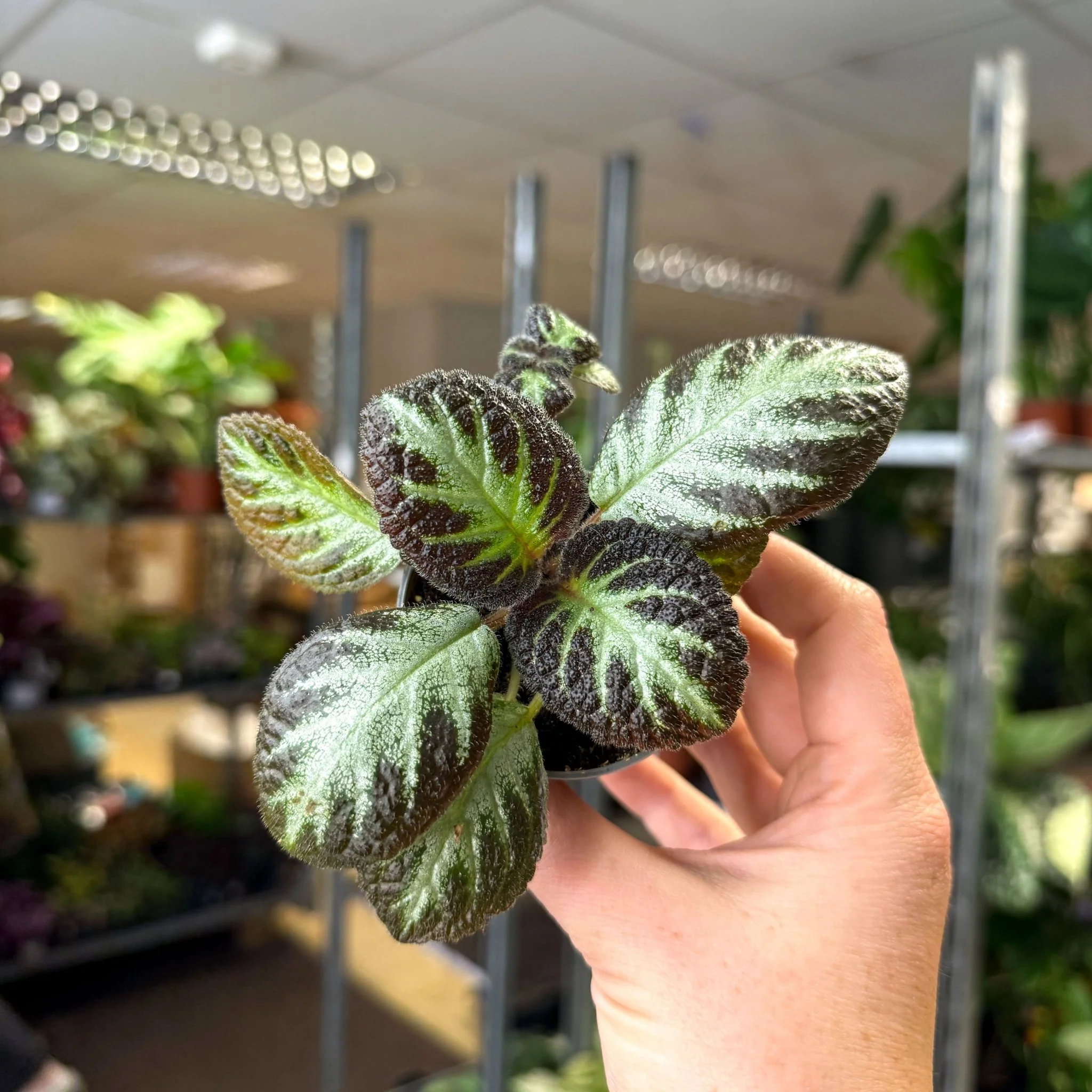 Episcia cupreata 'Silver Shield' - Flame Violet - Image 11