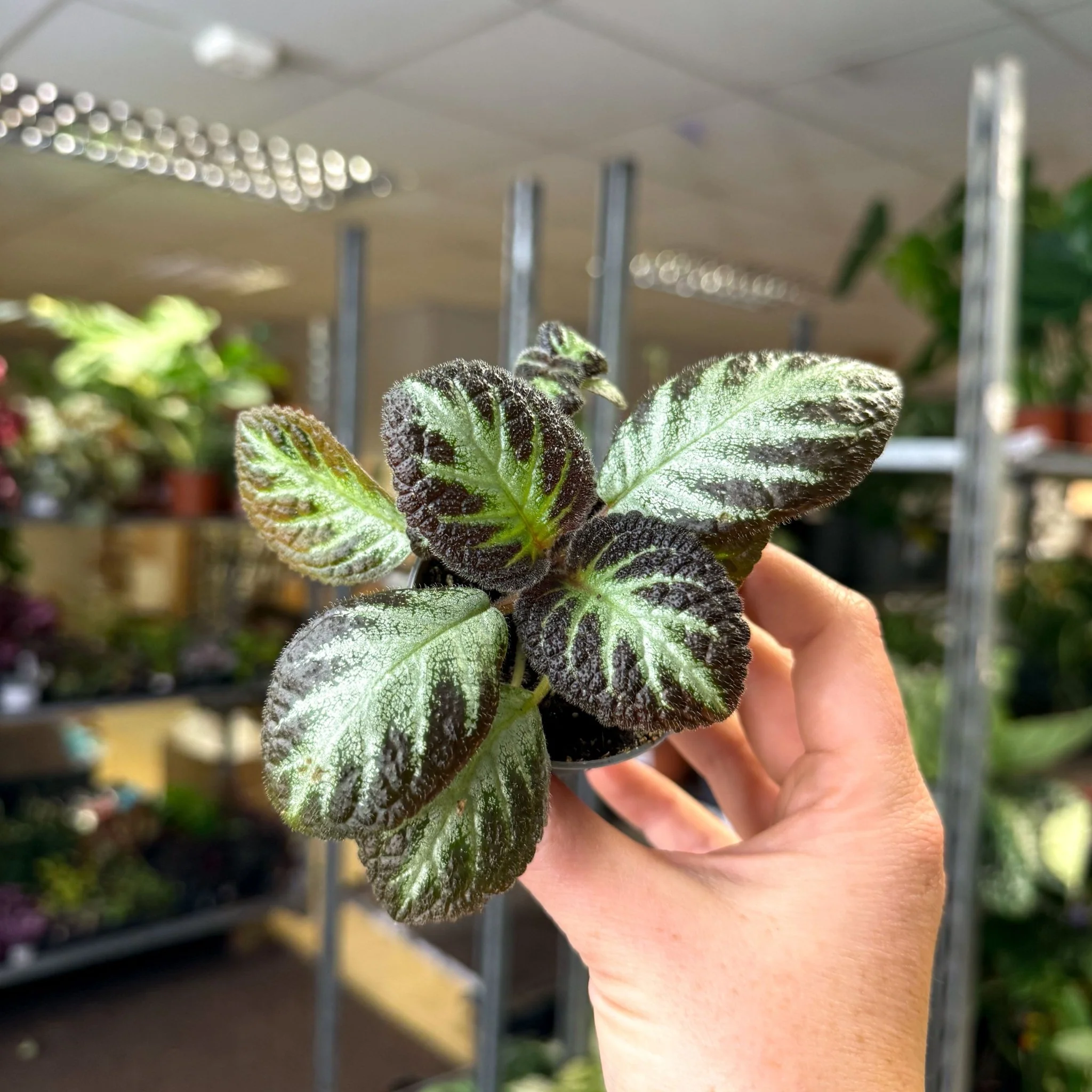 Episcia cupreata 'Silver Shield' - Flame Violet - Image 12