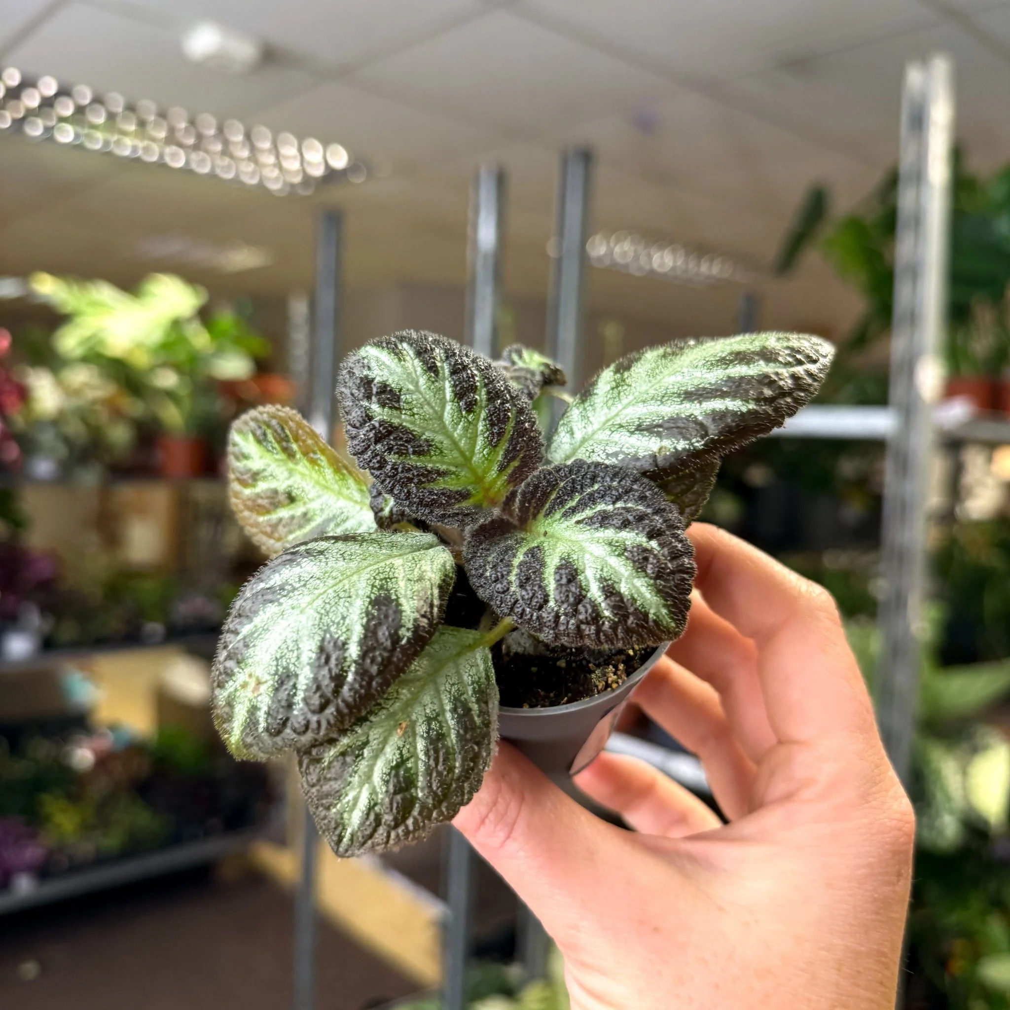Episcia cupreata 'Silver Shield' - Flame Violet - Image 13