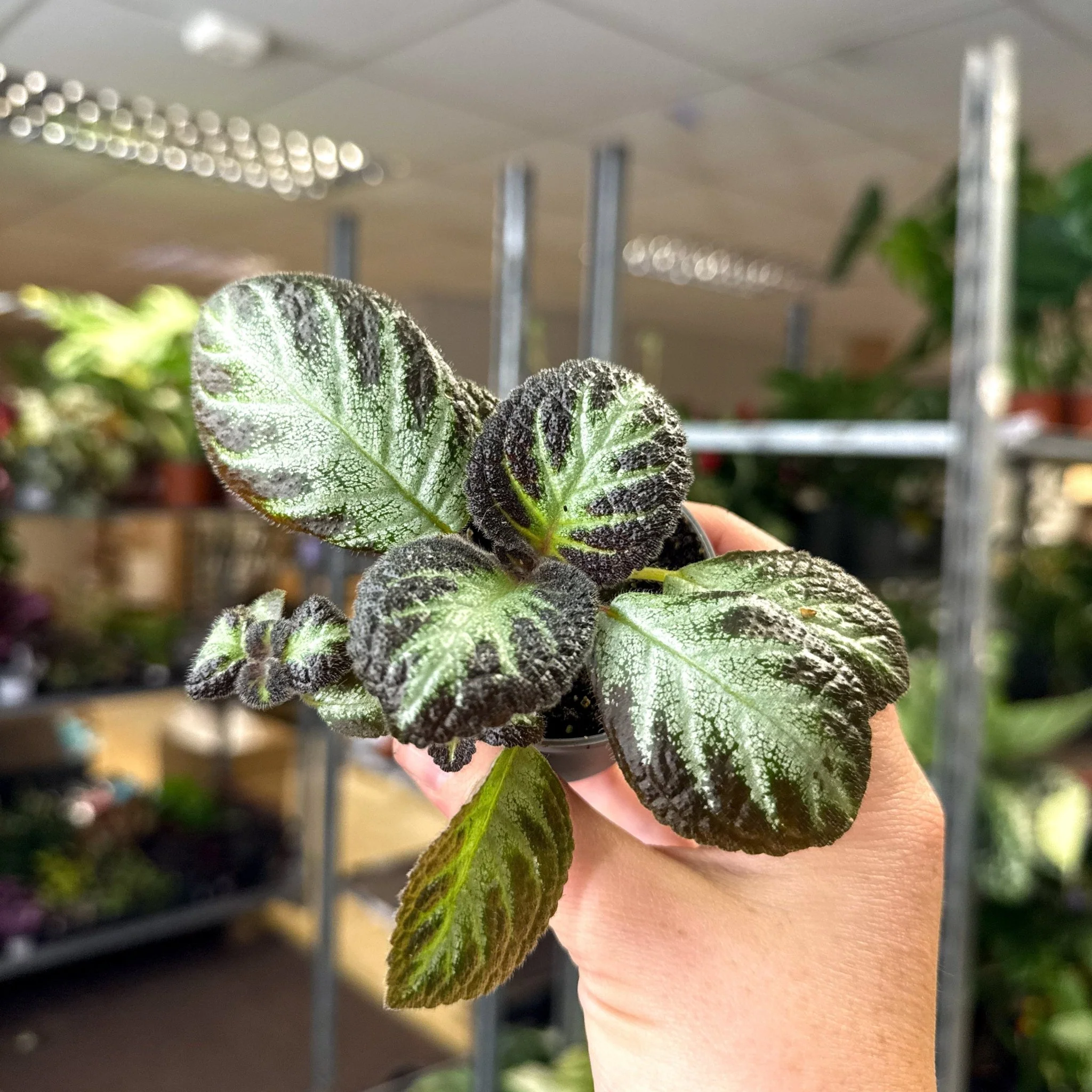 Episcia cupreata 'Silver Shield' - Flame Violet - Image 14