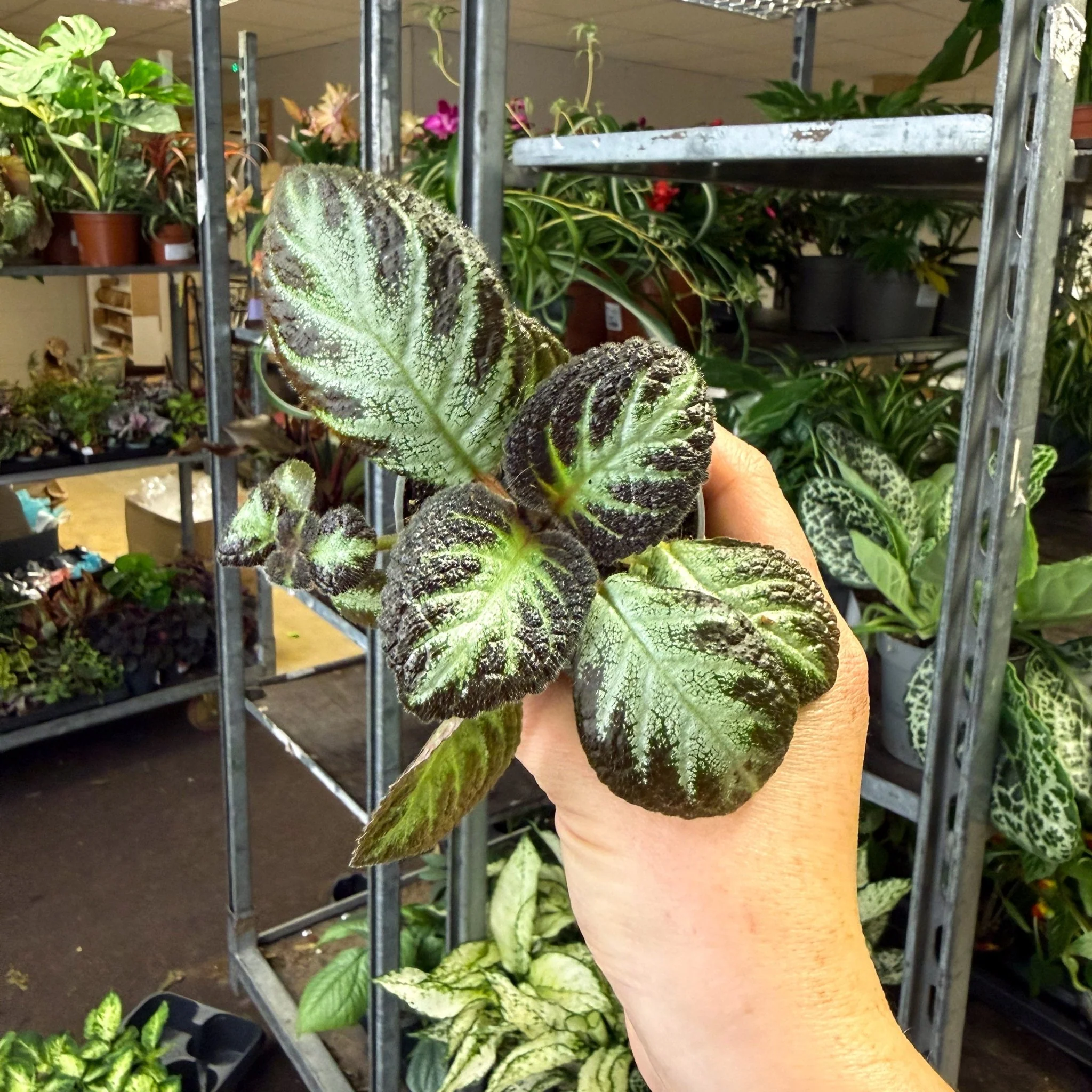 Episcia cupreata 'Silver Shield' - Flame Violet - Image 2