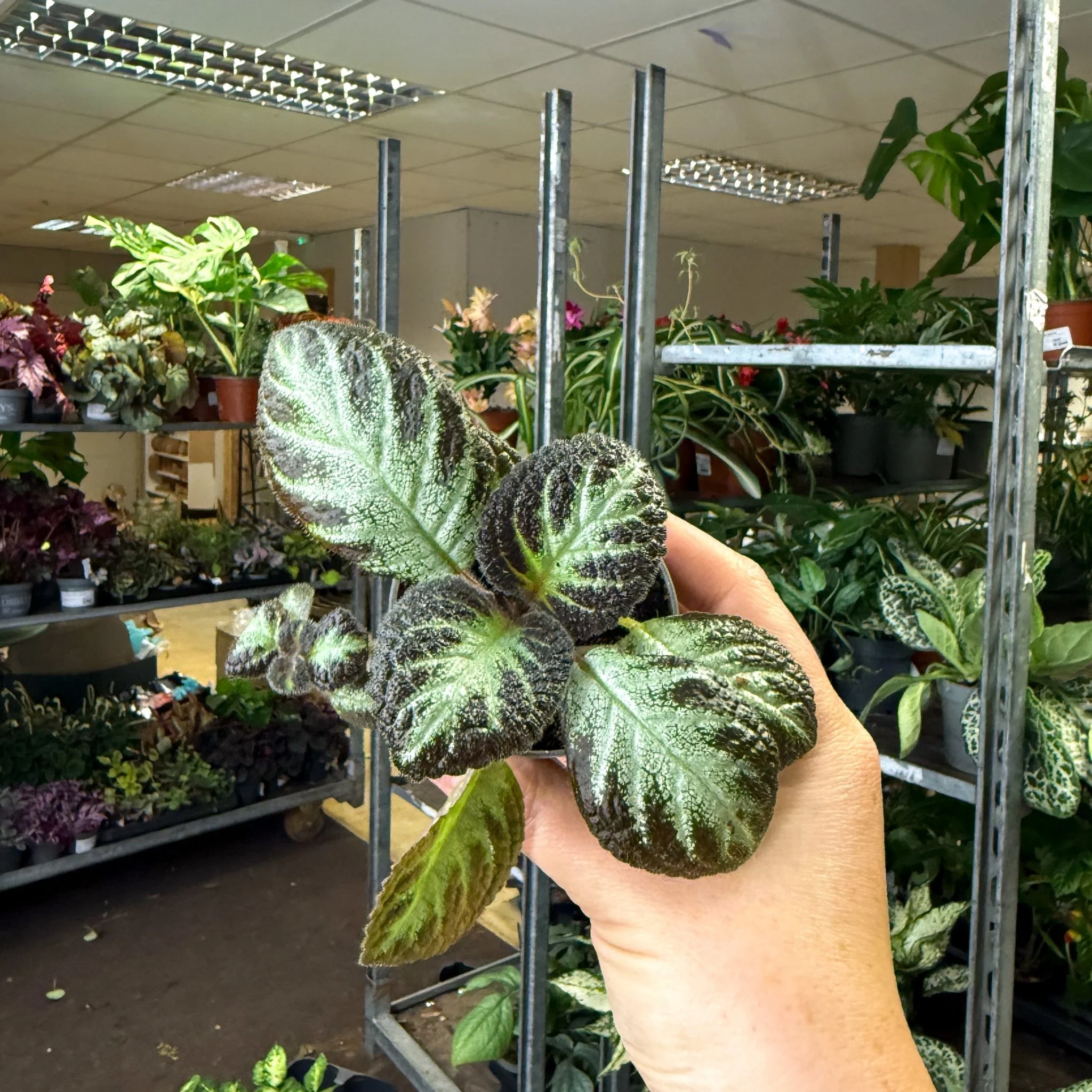 Episcia cupreata 'Silver Shield' - Flame Violet - Image 3