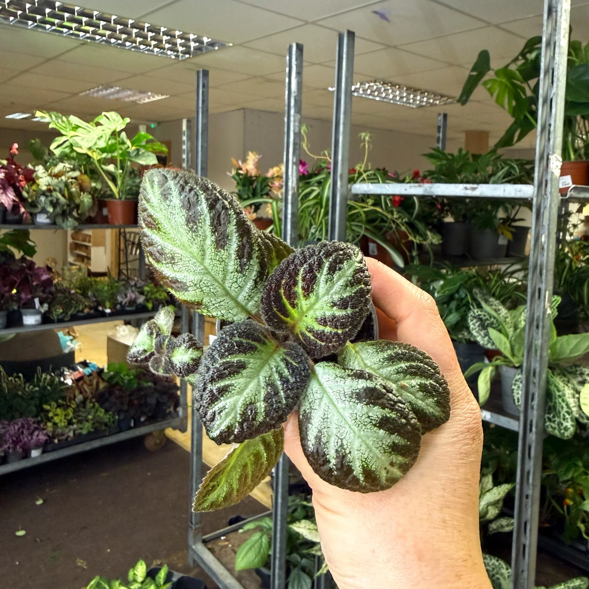 Episcia cupreata 'Silver Shield' - Flame Violet - Image 4