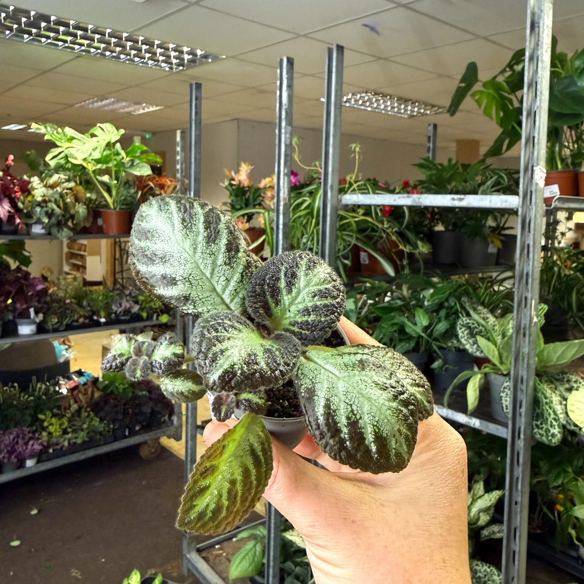 Episcia cupreata 'Silver Shield' - Flame Violet - Image 5
