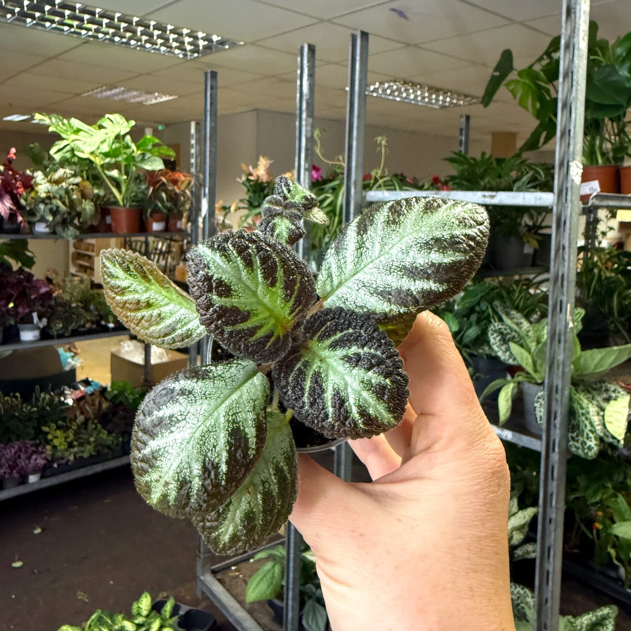 Episcia cupreata 'Silver Shield' - Flame Violet - Image 6