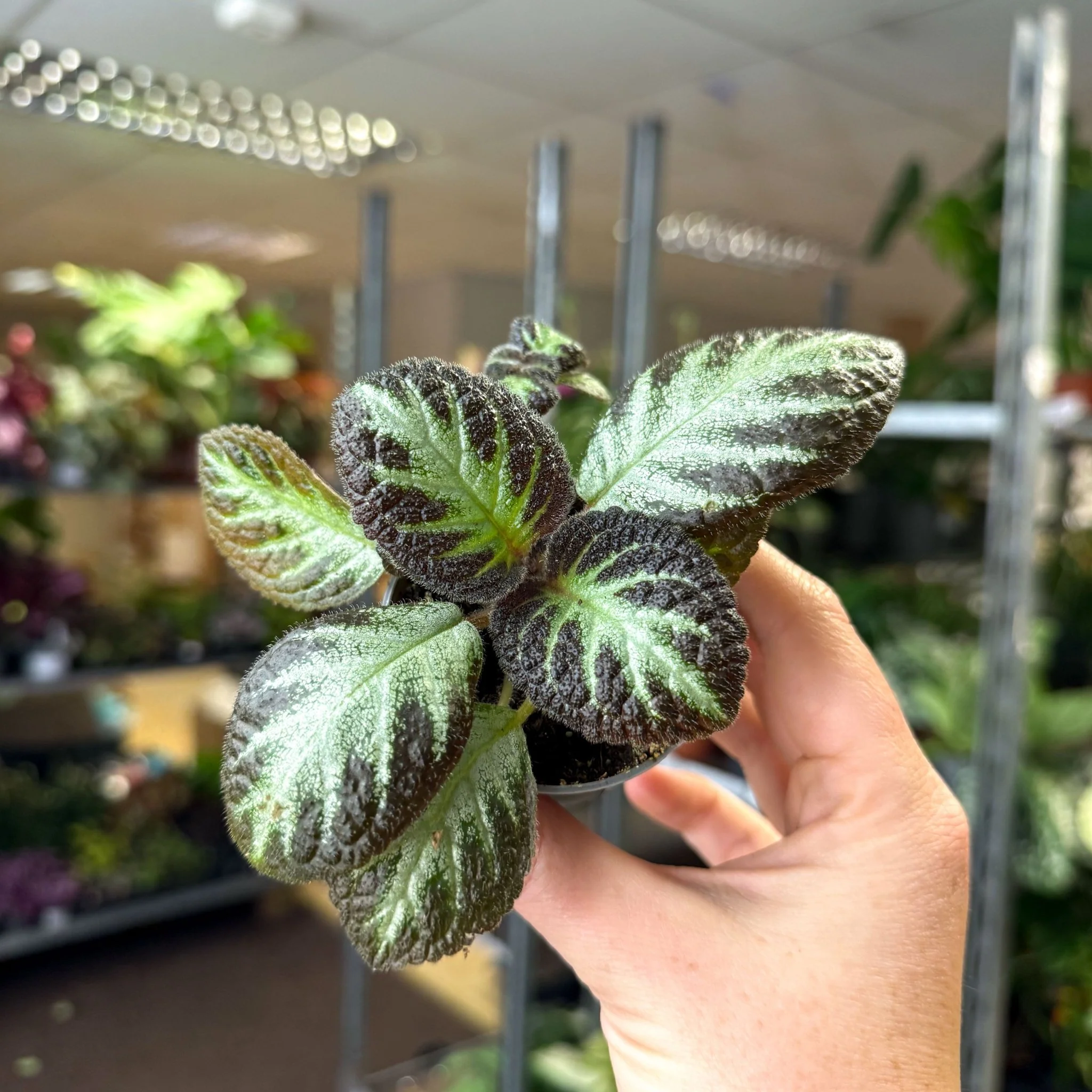 Episcia cupreata 'Silver Shield' - Flame Violet - Image 7