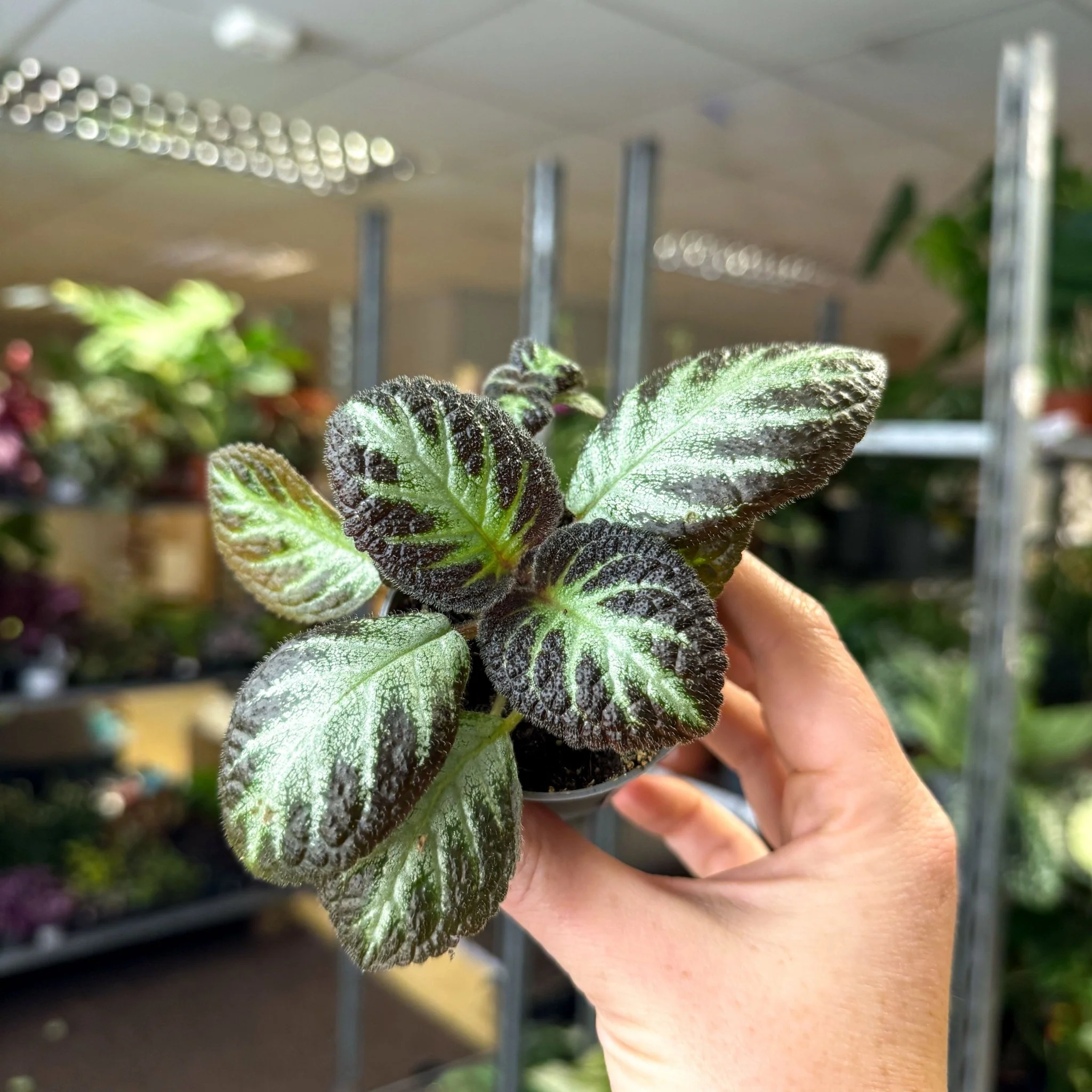 Episcia cupreata 'Silver Shield' - Flame Violet - Image 8