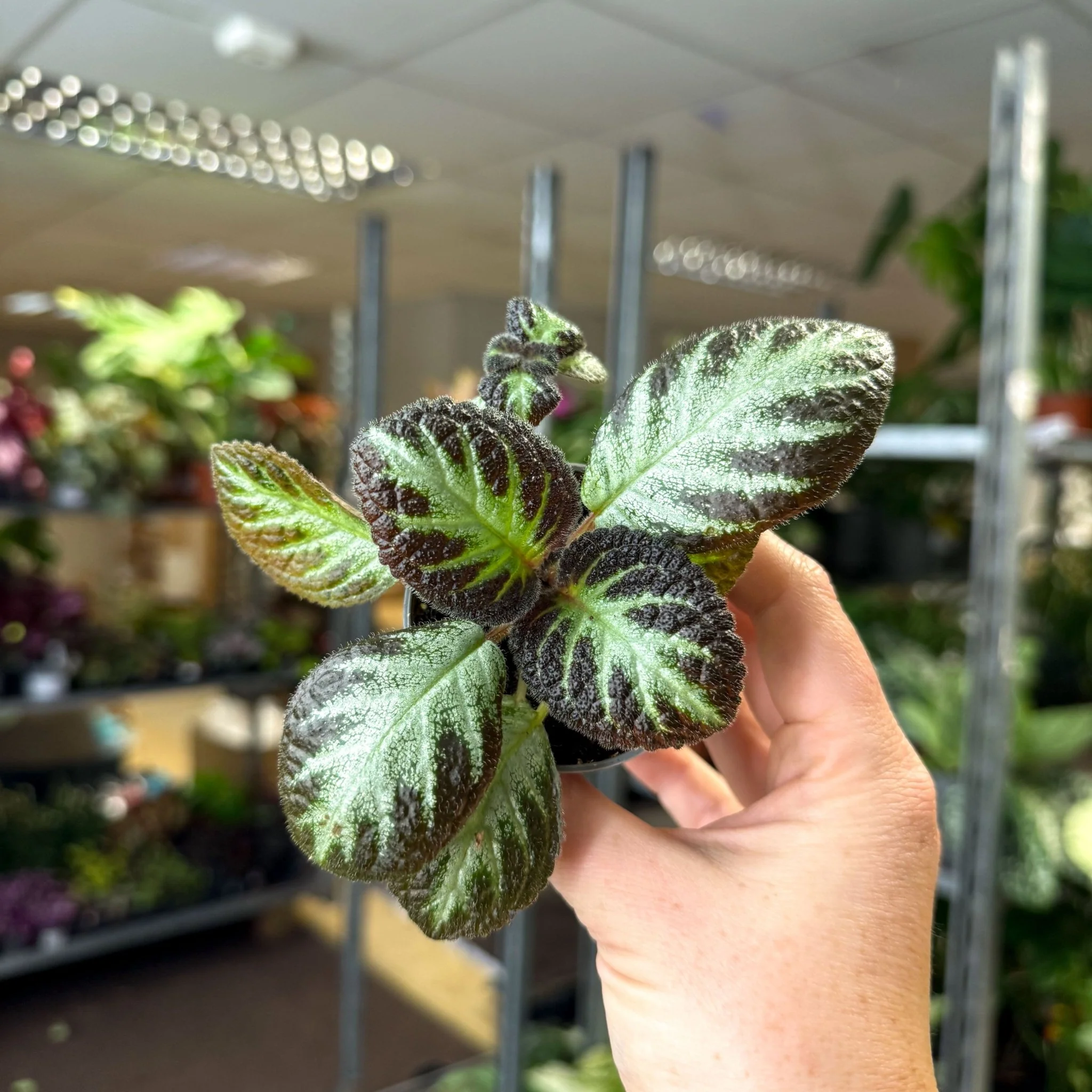 Episcia cupreata 'Silver Shield' - Flame Violet - Image 9