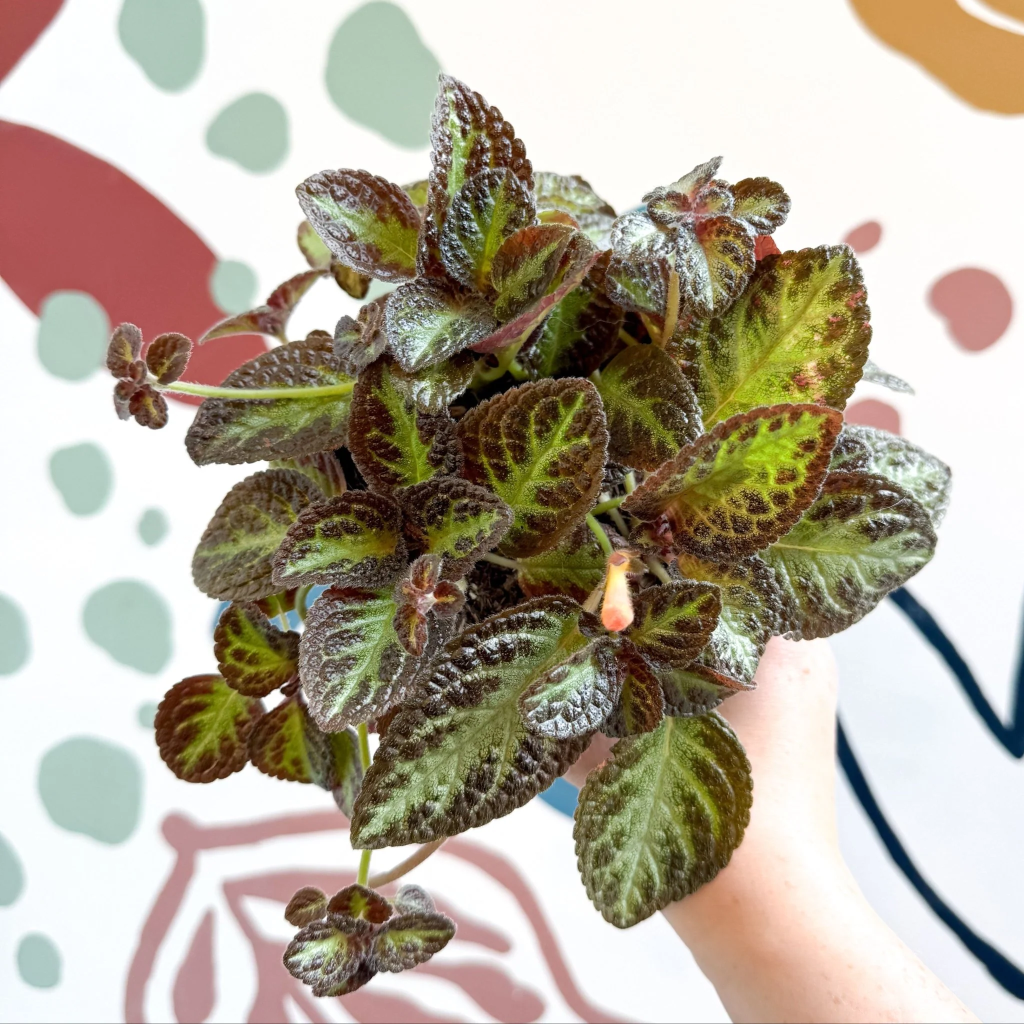 Episcia cupreata 'Zebra' - Flame Violet