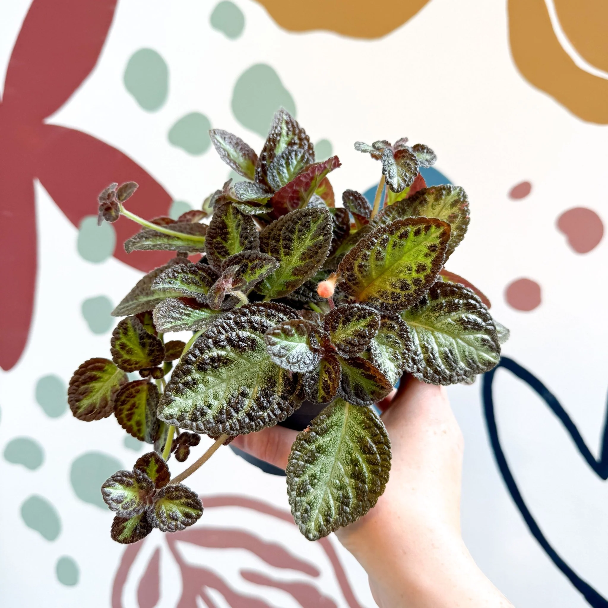 Episcia cupreata 'Zebra' - Flame Violet - Image 10