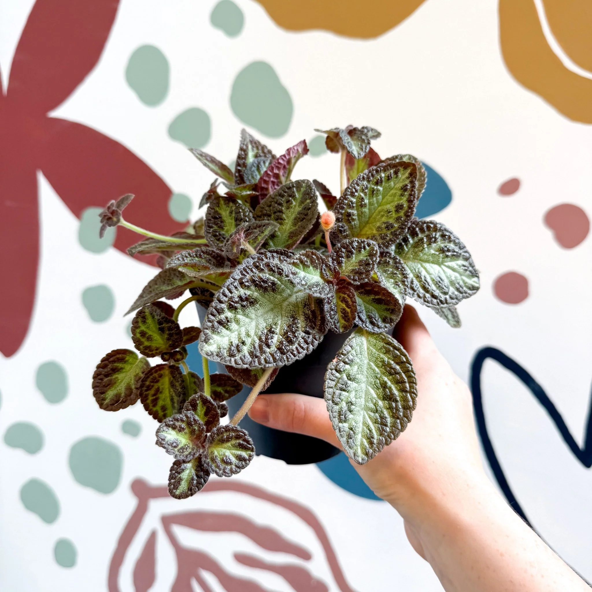 Episcia cupreata 'Zebra' - Flame Violet - Image 11