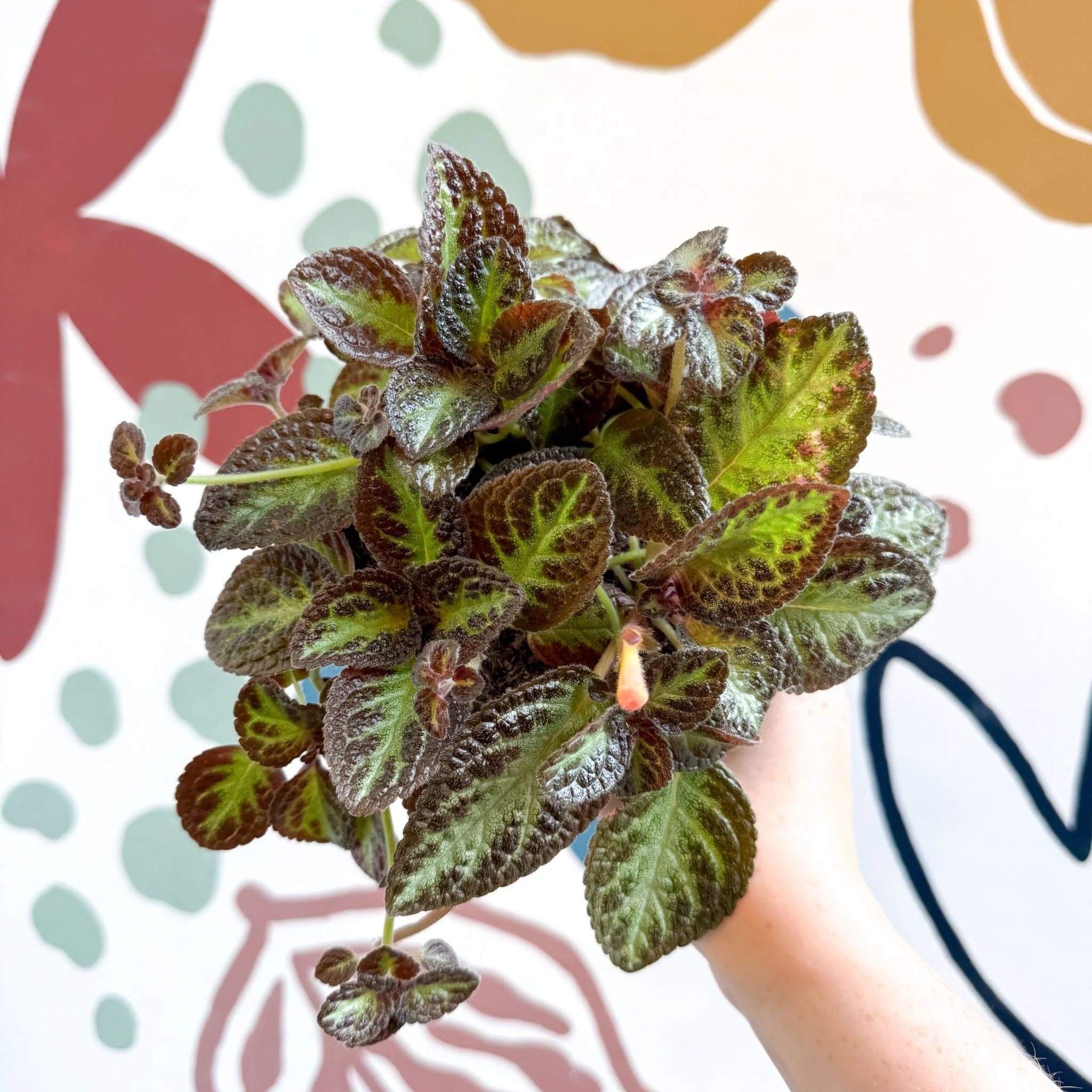 Episcia cupreata 'Zebra' - Flame Violet - Image 12