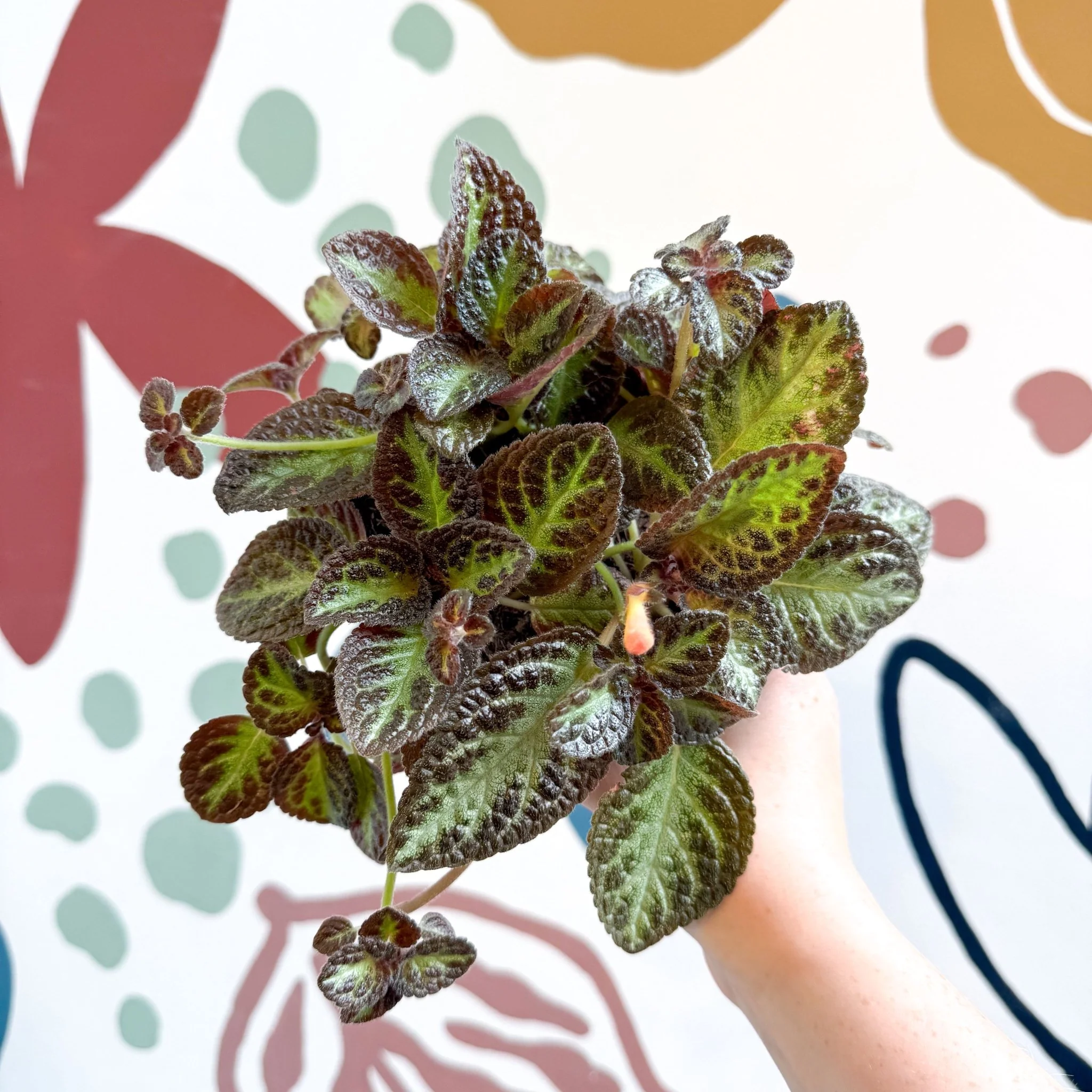 Episcia cupreata 'Zebra' - Flame Violet - Image 13