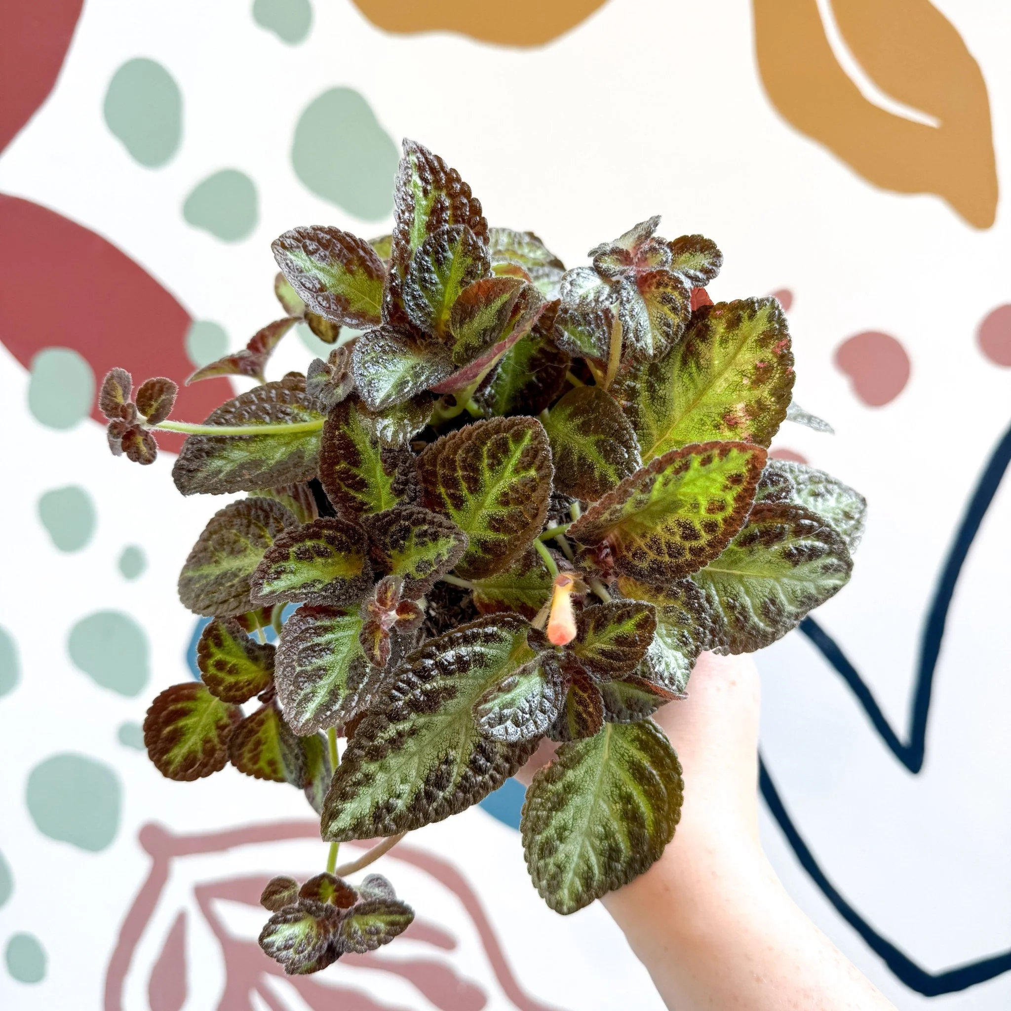 Episcia cupreata 'Zebra' - Flame Violet - Image 2