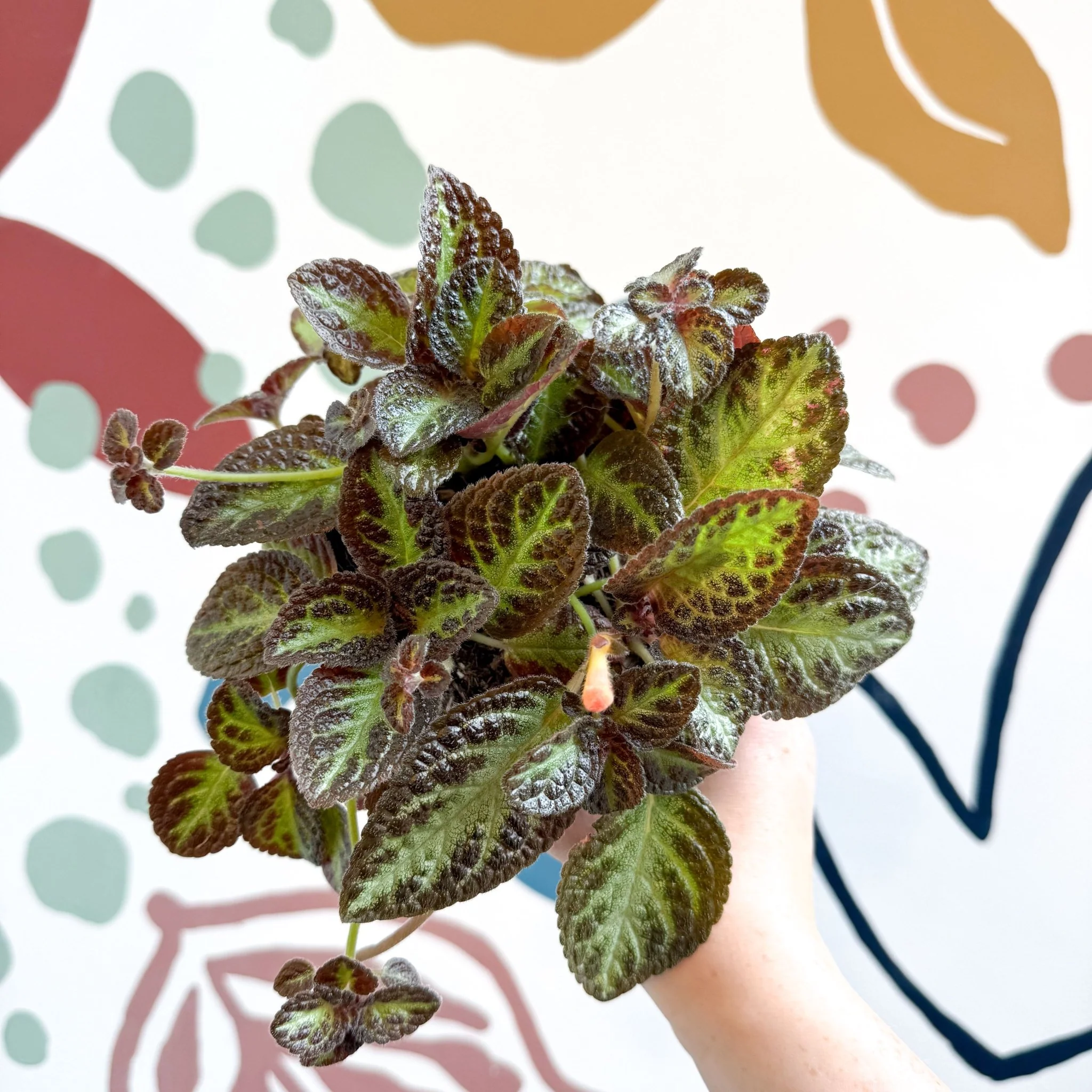 Episcia cupreata 'Zebra' - Flame Violet - Image 3