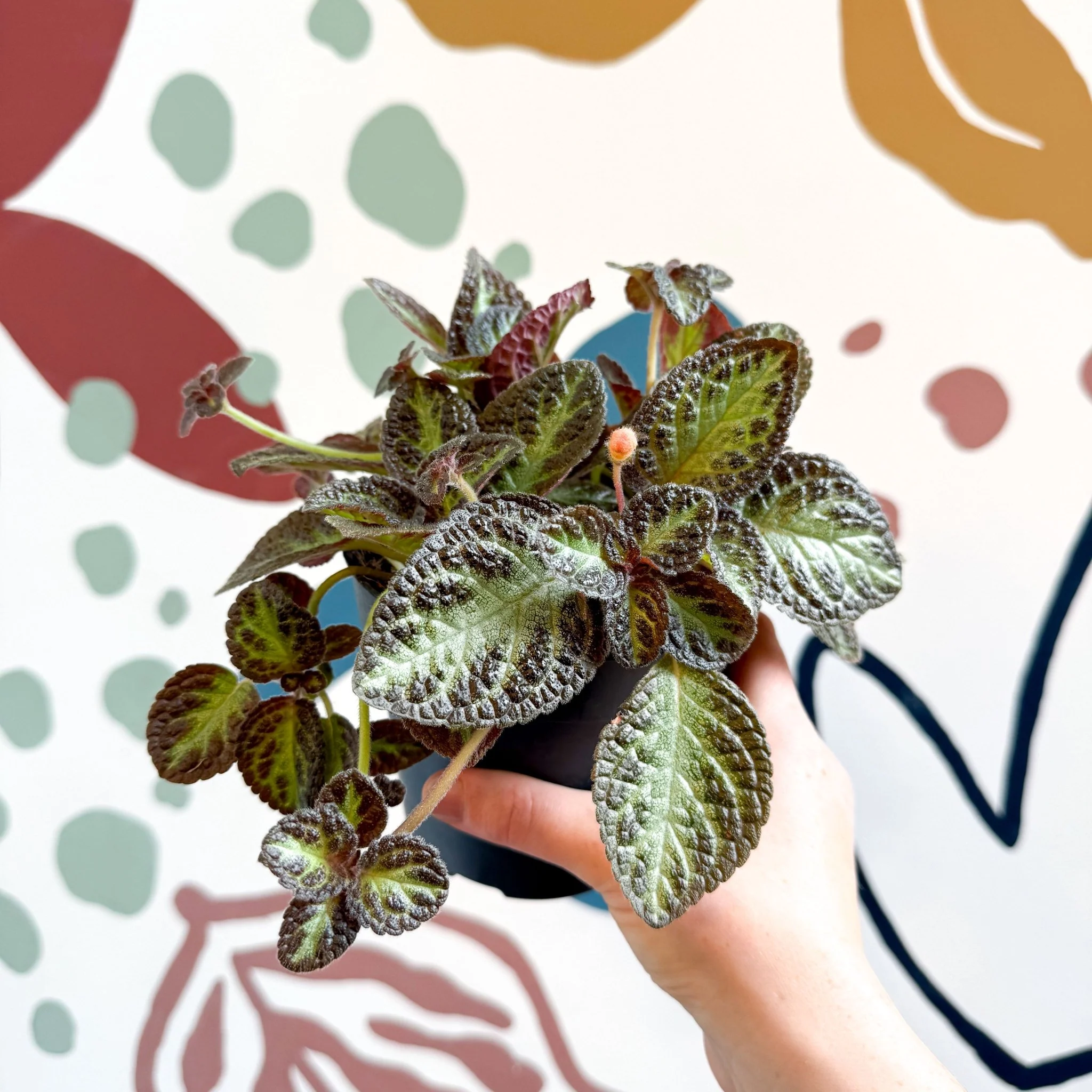 Episcia cupreata 'Zebra' - Flame Violet - Image 4
