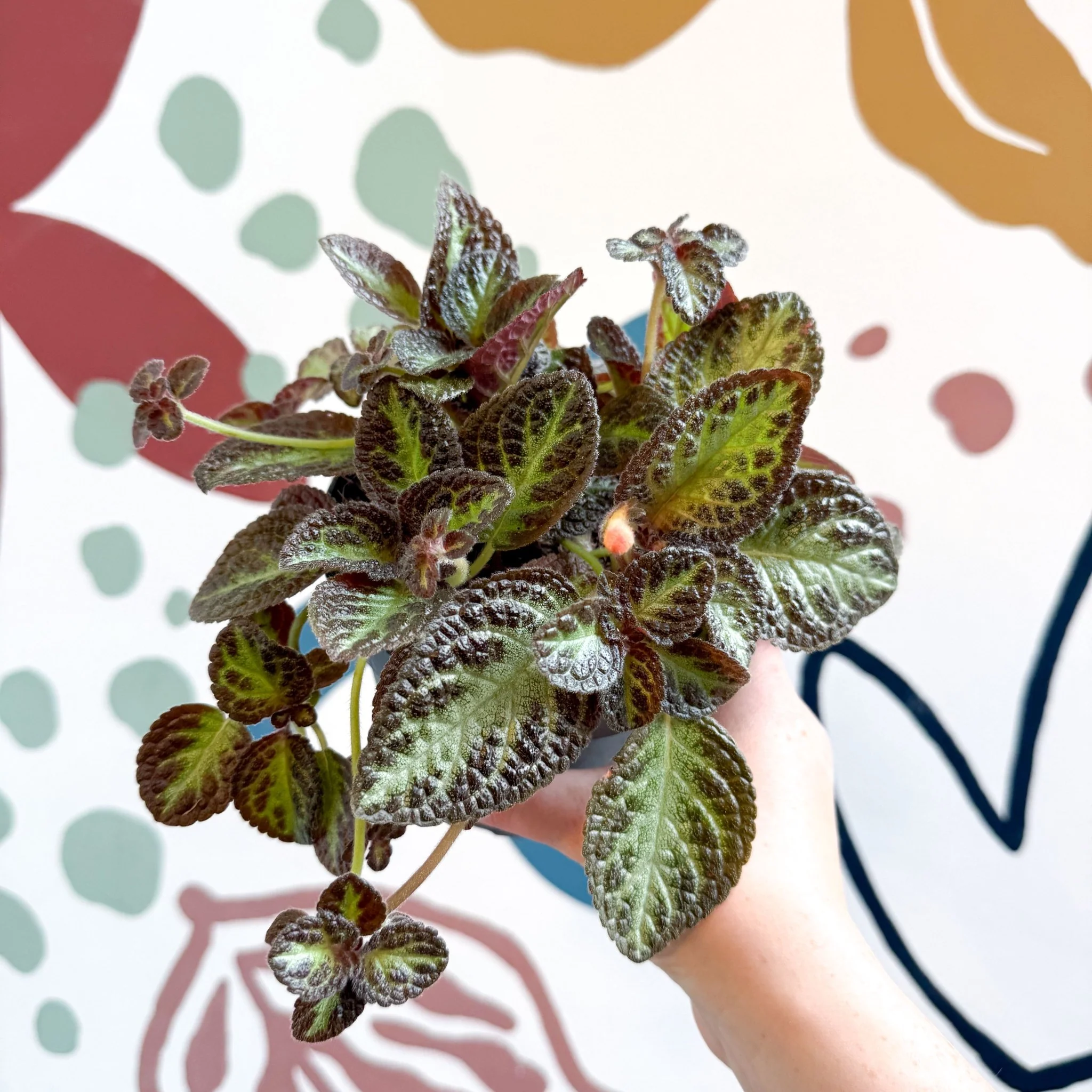 Episcia cupreata 'Zebra' - Flame Violet - Image 5