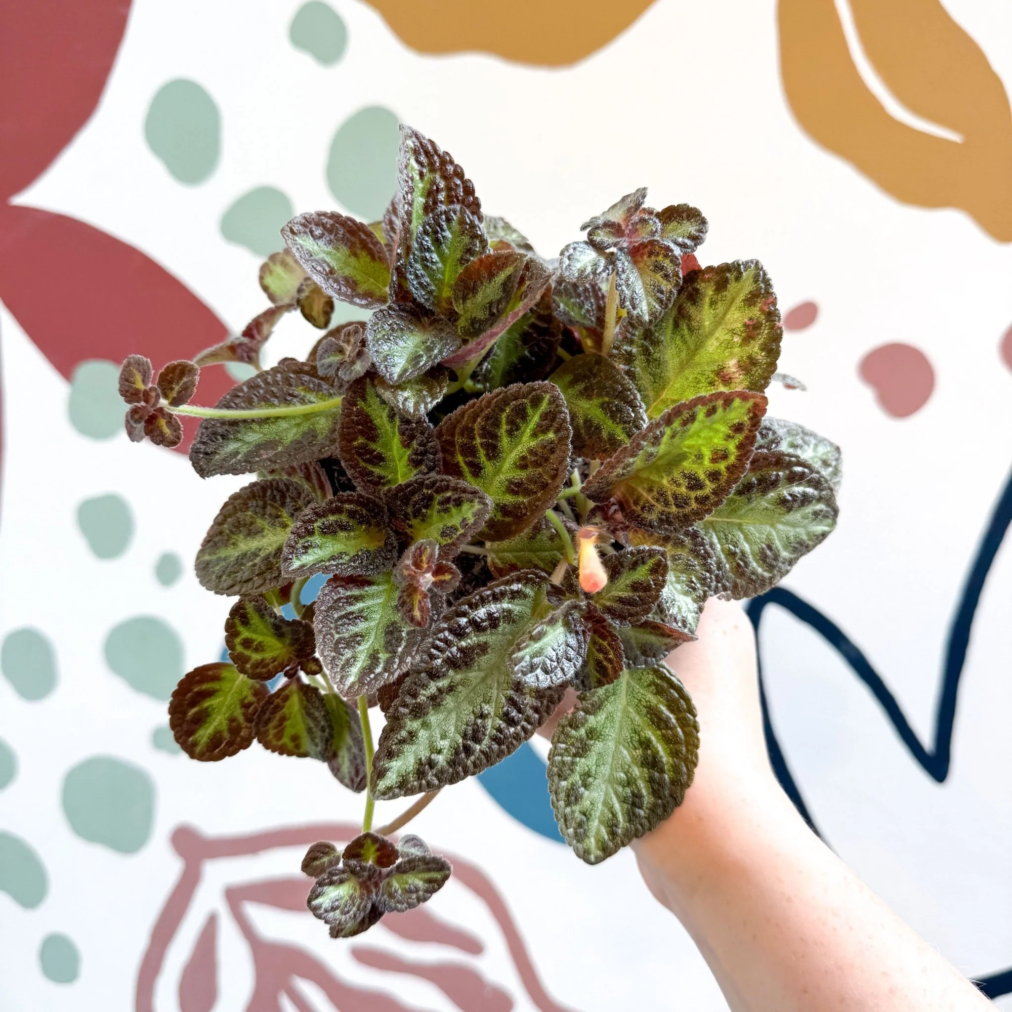 Episcia cupreata 'Zebra' - Flame Violet - Image 6