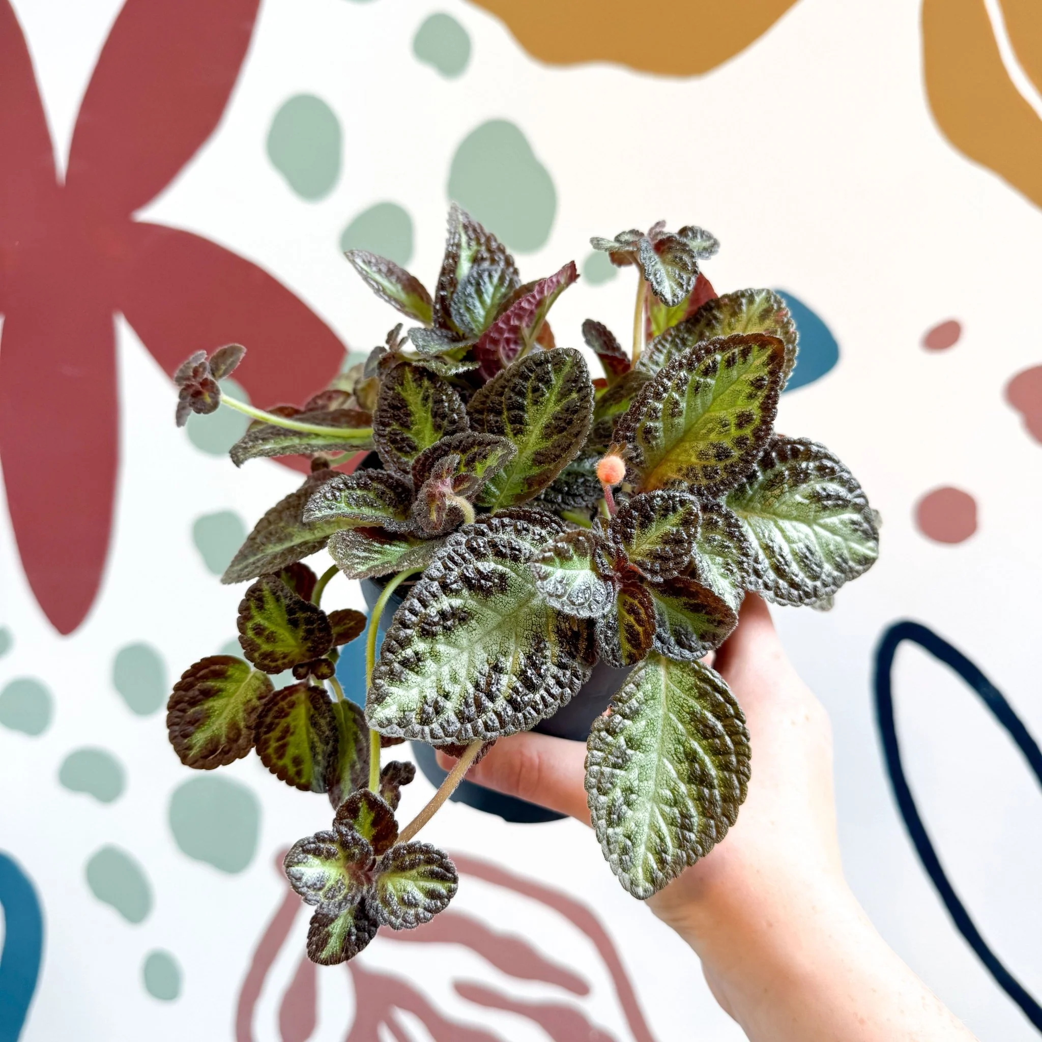 Episcia cupreata 'Zebra' - Flame Violet - Image 7