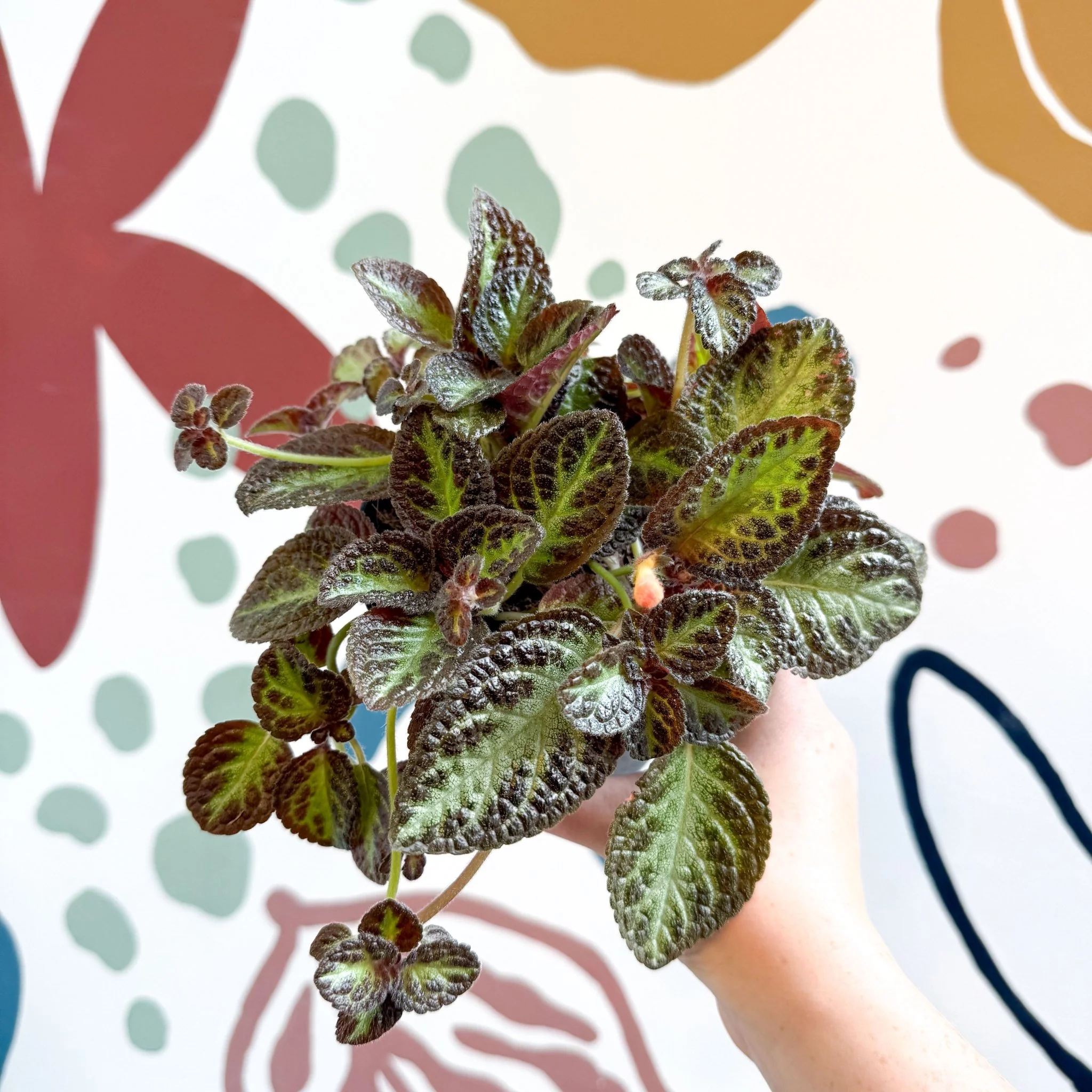 Episcia cupreata 'Zebra' - Flame Violet - Image 8