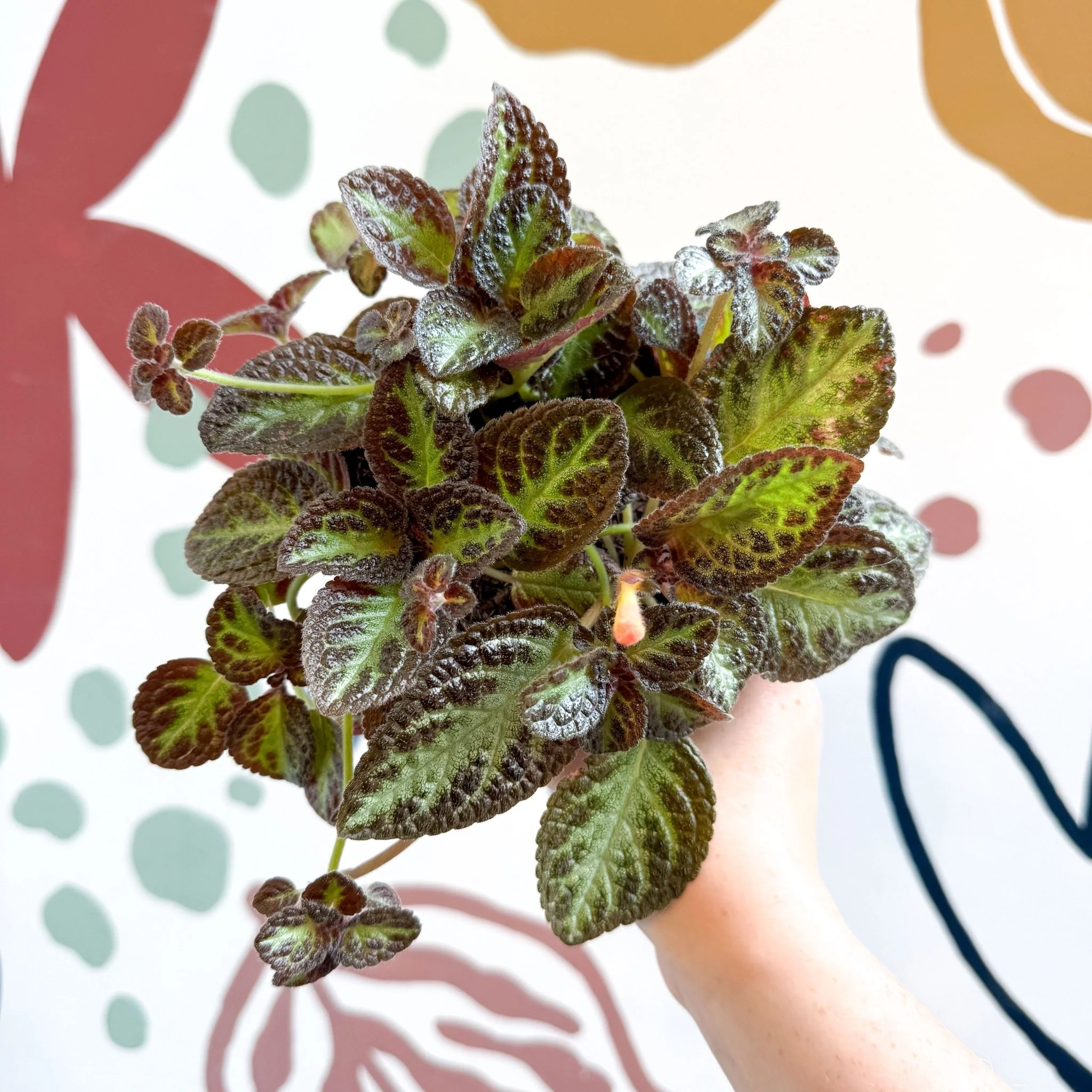 Episcia cupreata 'Zebra' - Flame Violet - Image 9