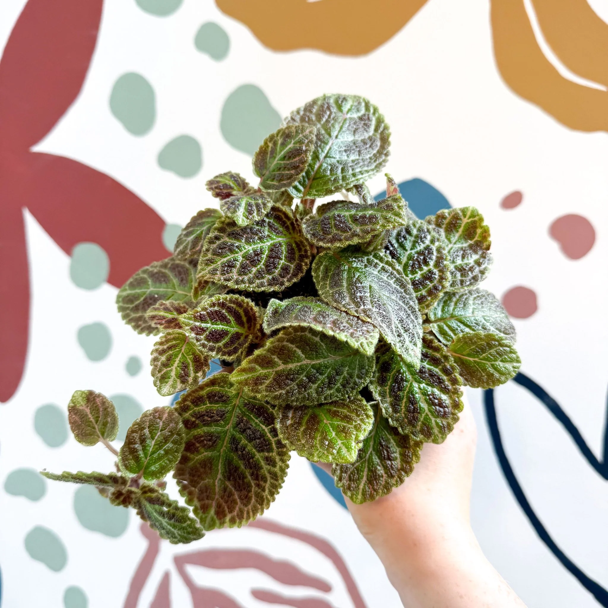 Episcia ‘Tiger Stripe' - Flame Violet