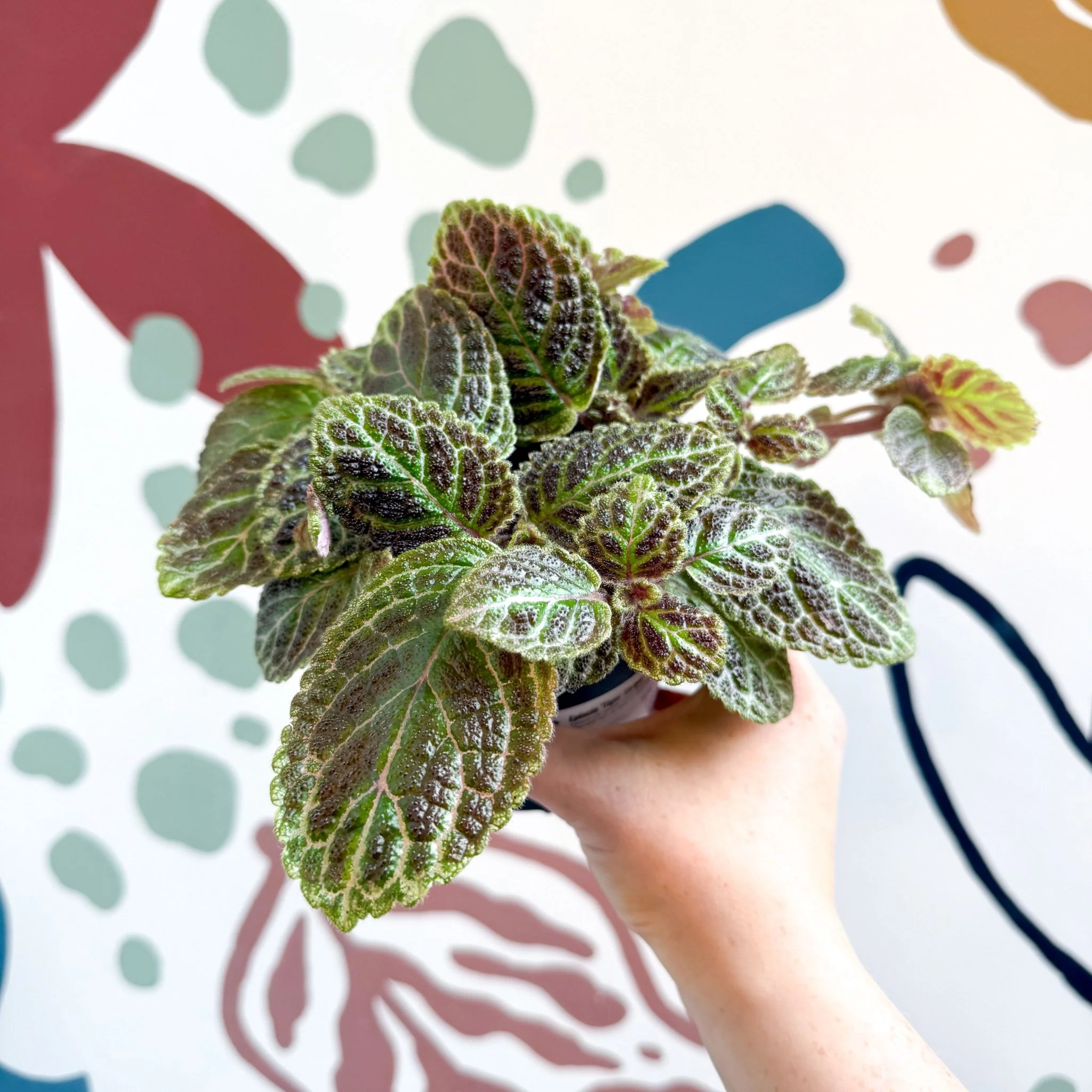Episcia ‘Tiger Stripe' - Flame Violet - Image 10