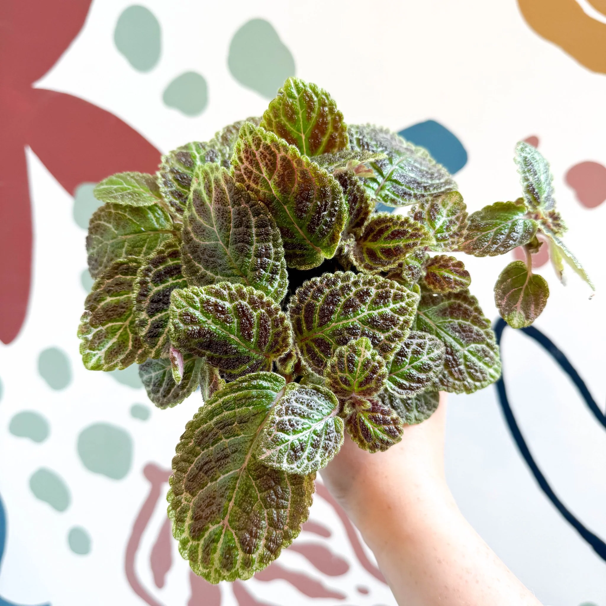 Episcia ‘Tiger Stripe' - Flame Violet - Image 11