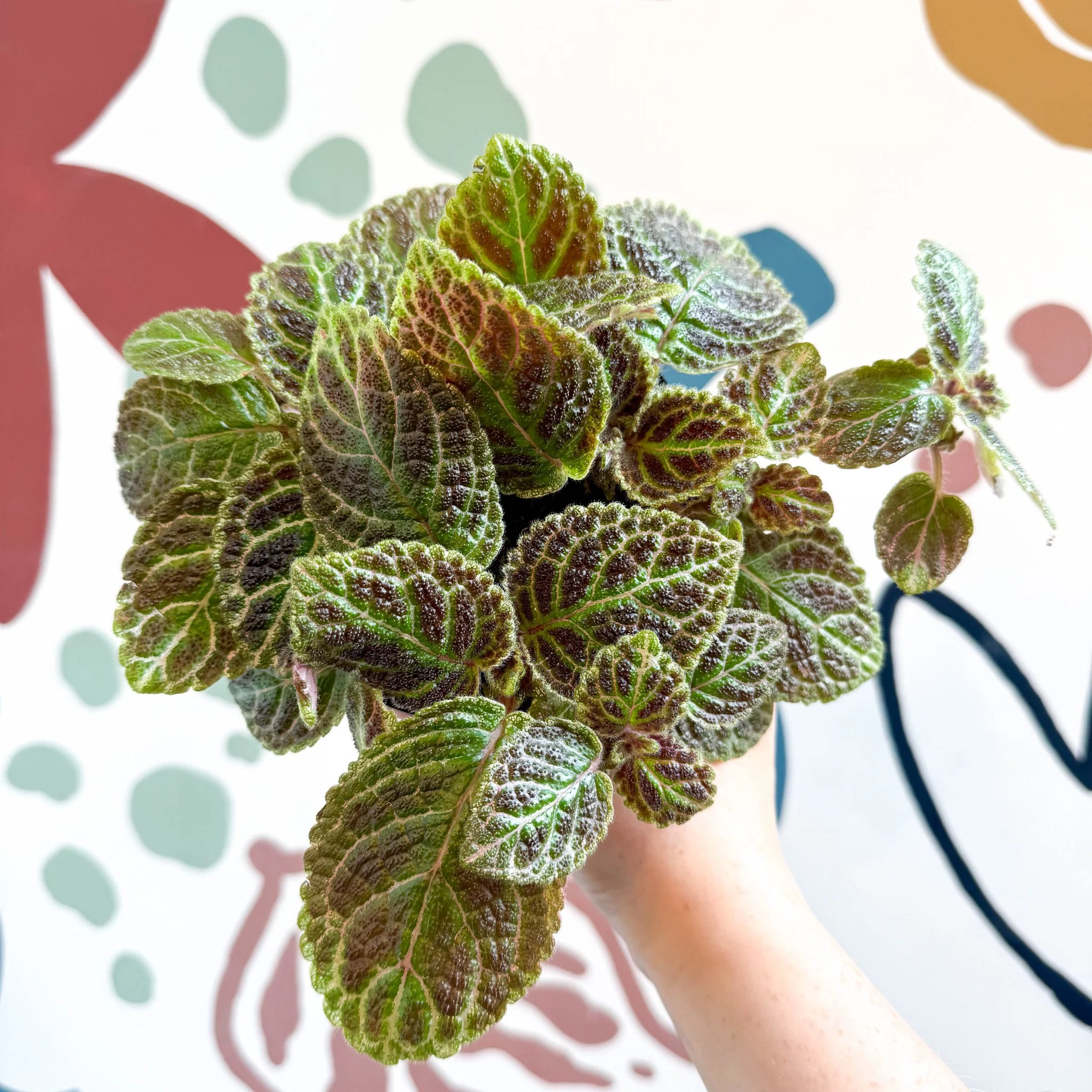 Episcia ‘Tiger Stripe' - Flame Violet - Image 12