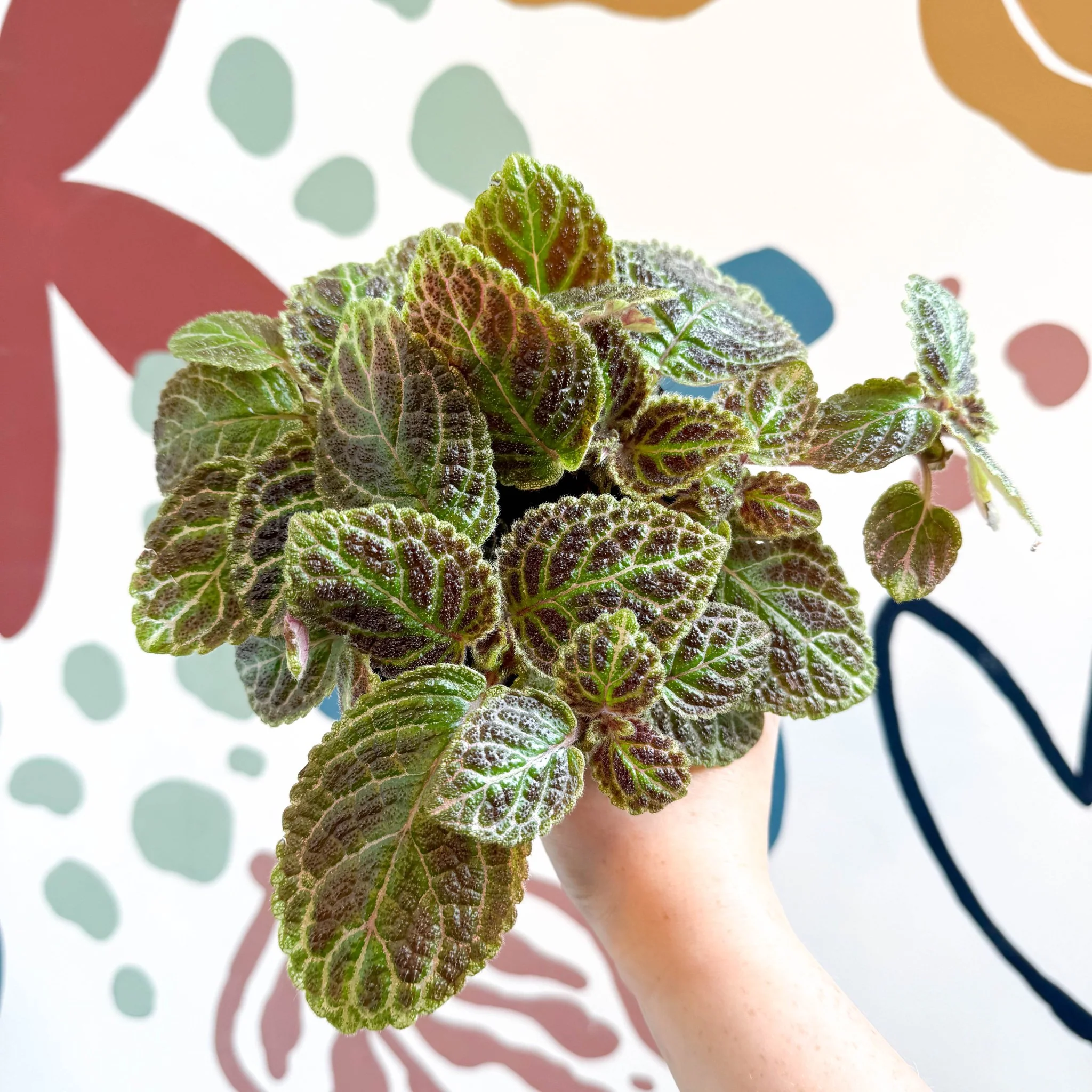 Episcia ‘Tiger Stripe' - Flame Violet - Image 13
