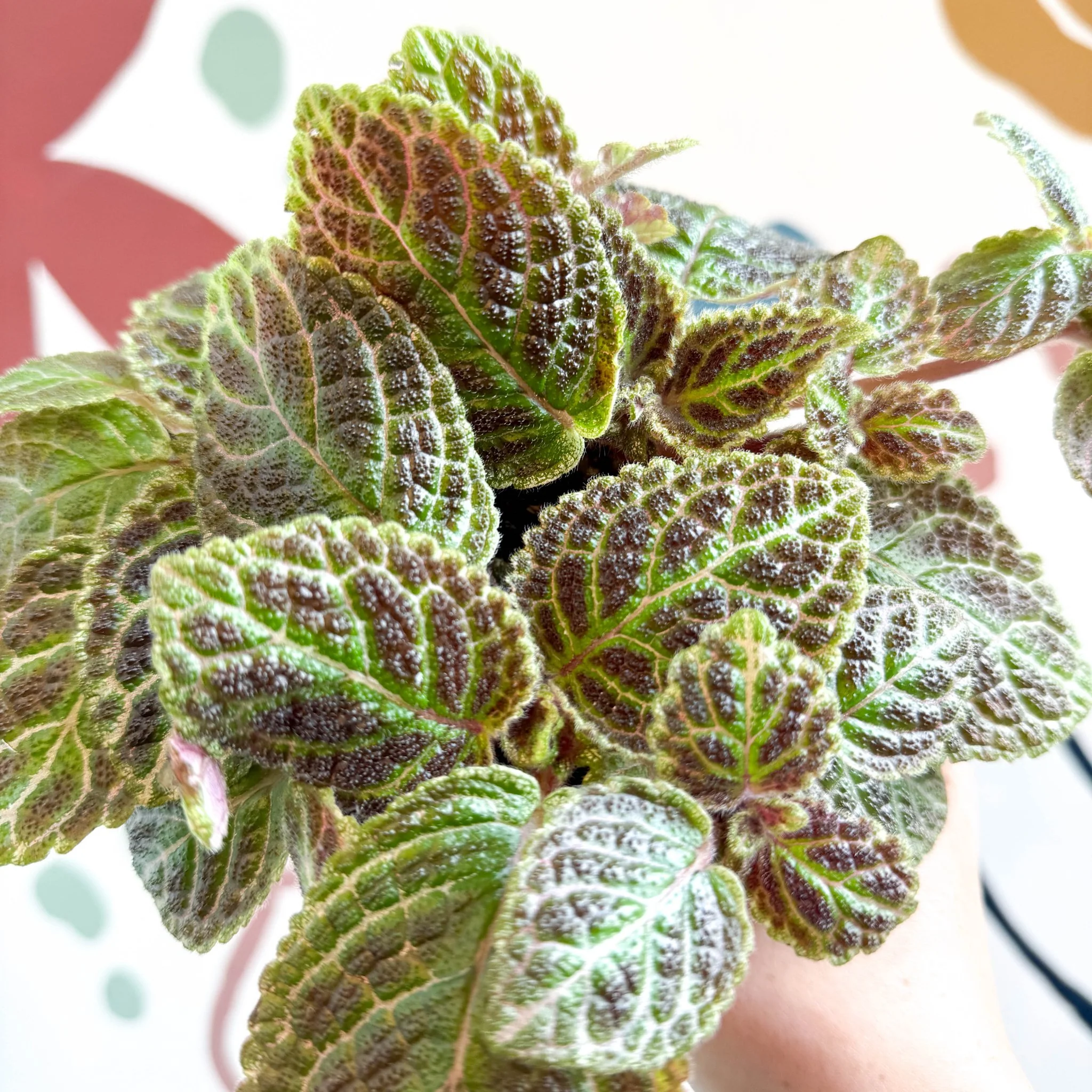 Episcia ‘Tiger Stripe' - Flame Violet - Image 14