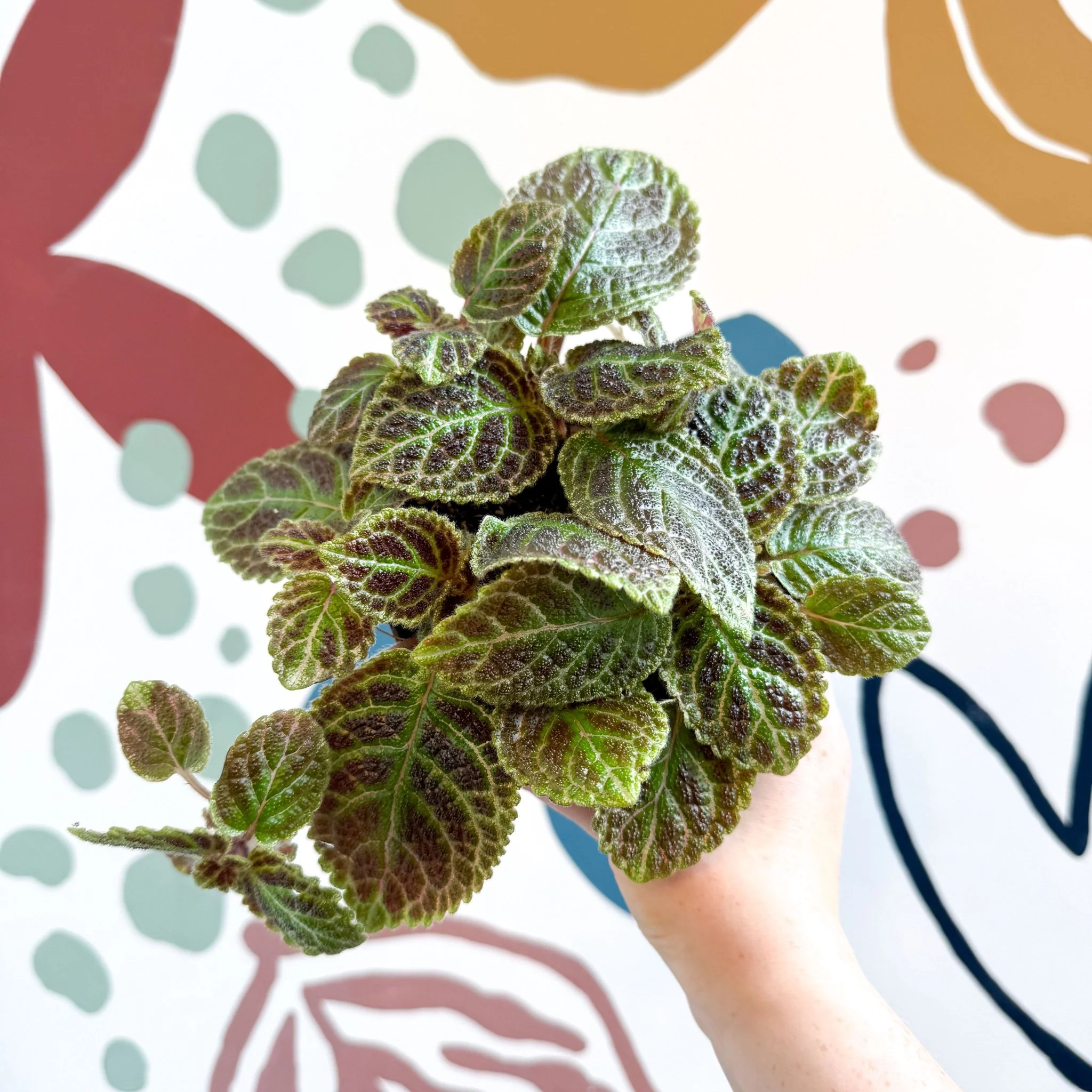 Episcia ‘Tiger Stripe' - Flame Violet - Image 2