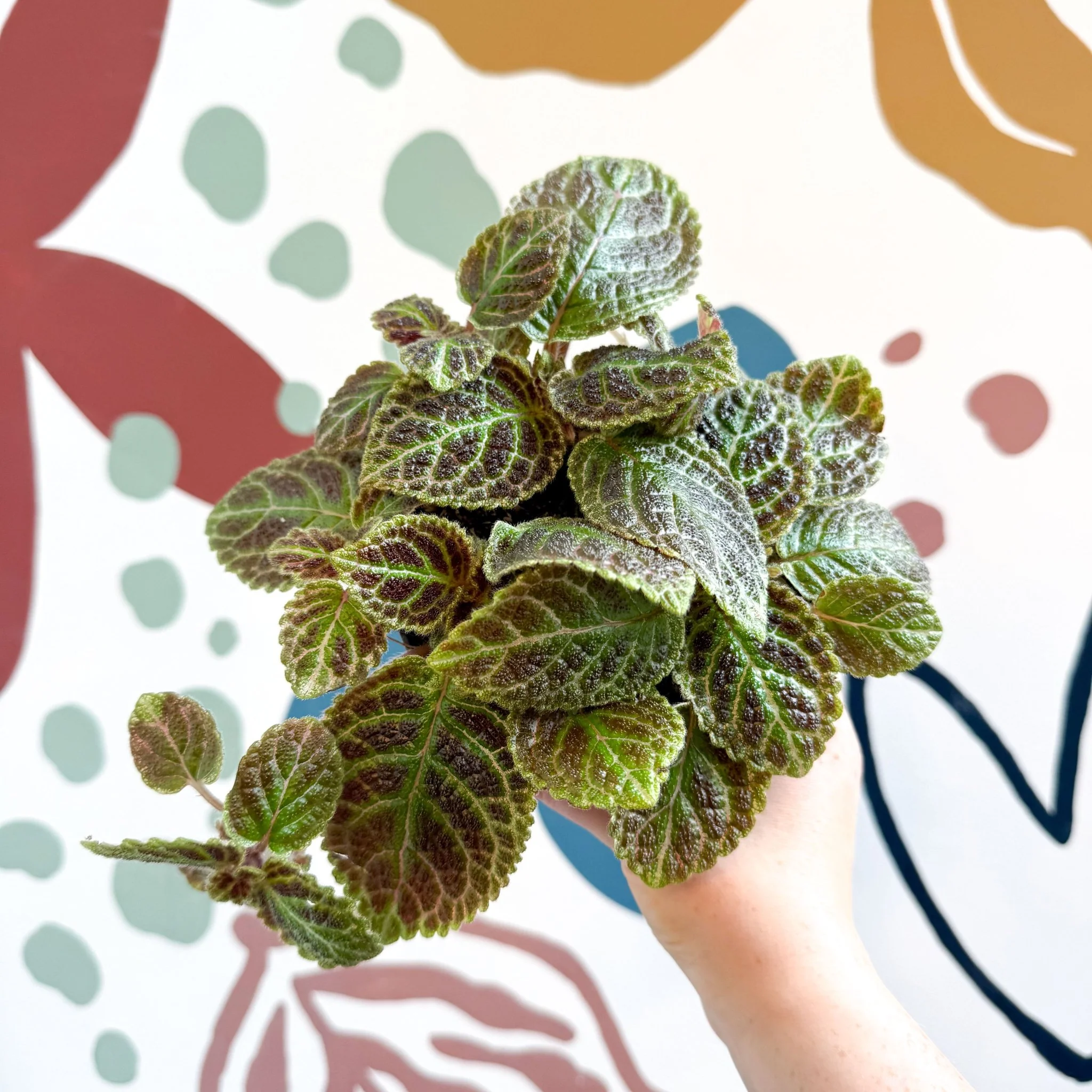 Episcia ‘Tiger Stripe' - Flame Violet - Image 3