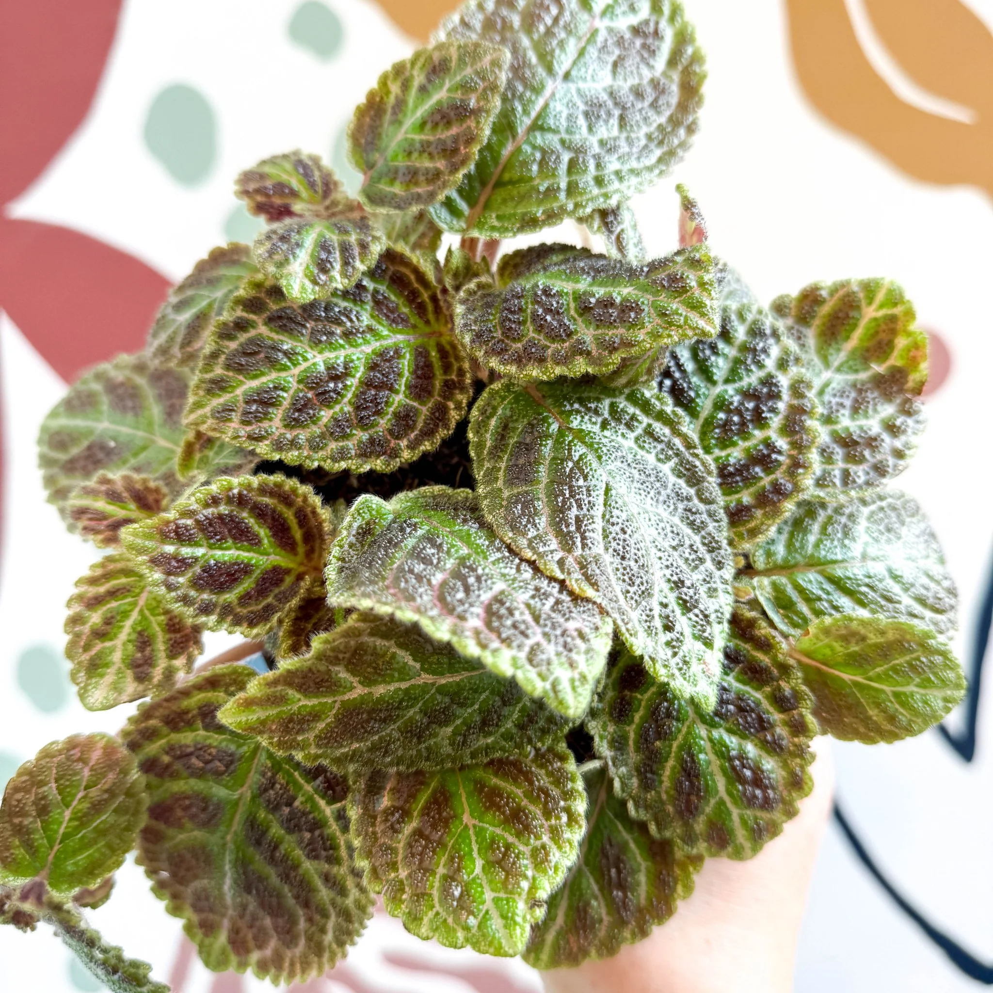 Episcia ‘Tiger Stripe' - Flame Violet - Image 4