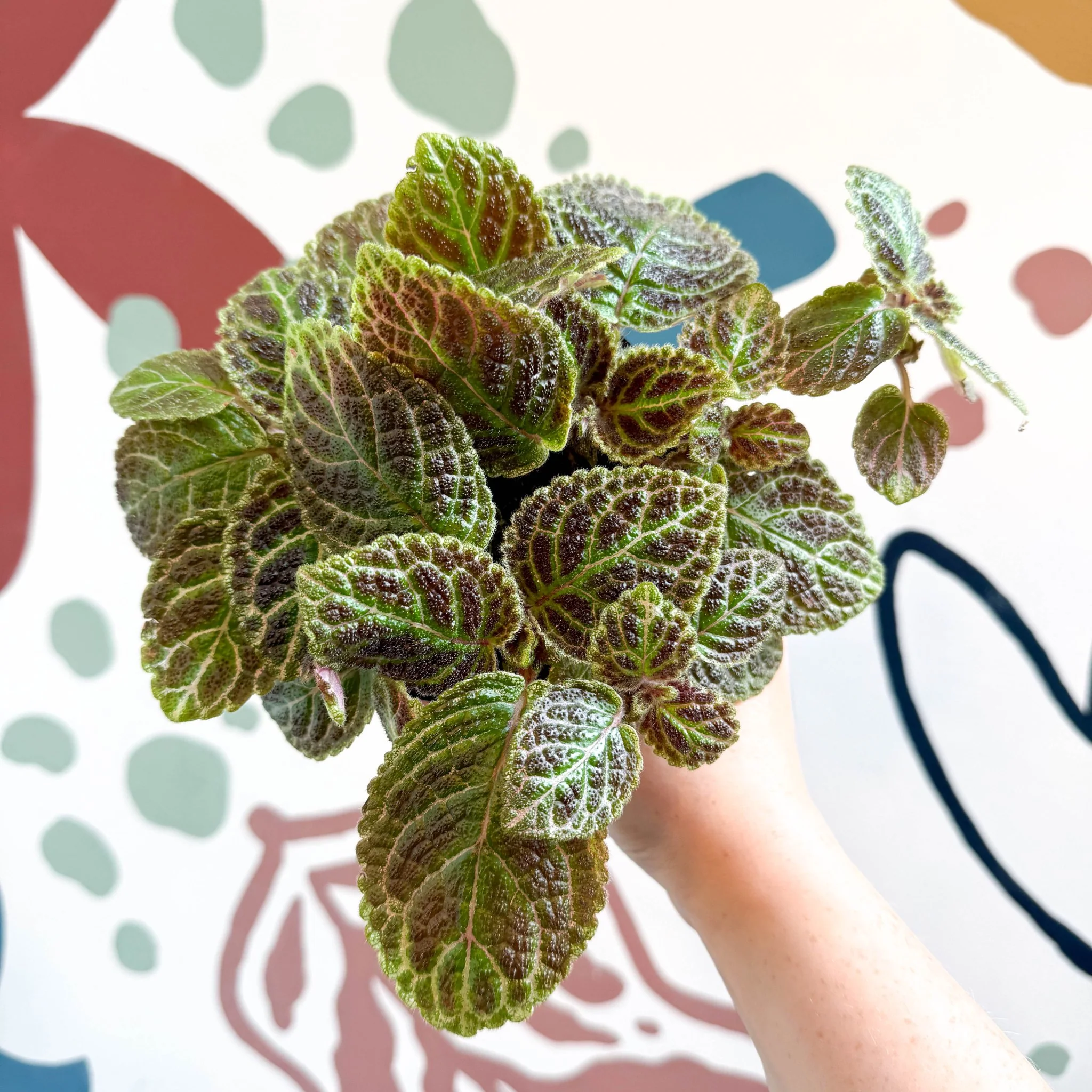 Episcia ‘Tiger Stripe' - Flame Violet - Image 5