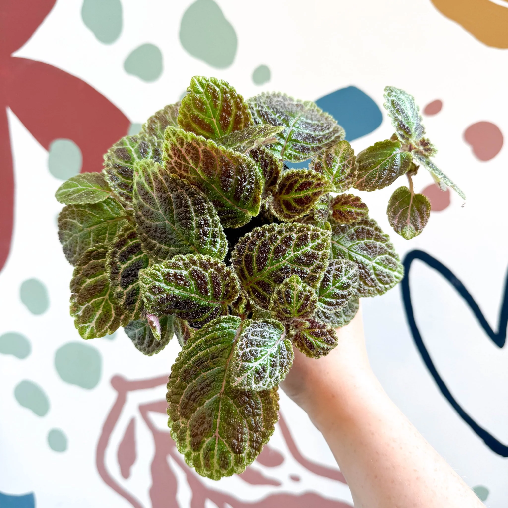 Episcia ‘Tiger Stripe' - Flame Violet - Image 6