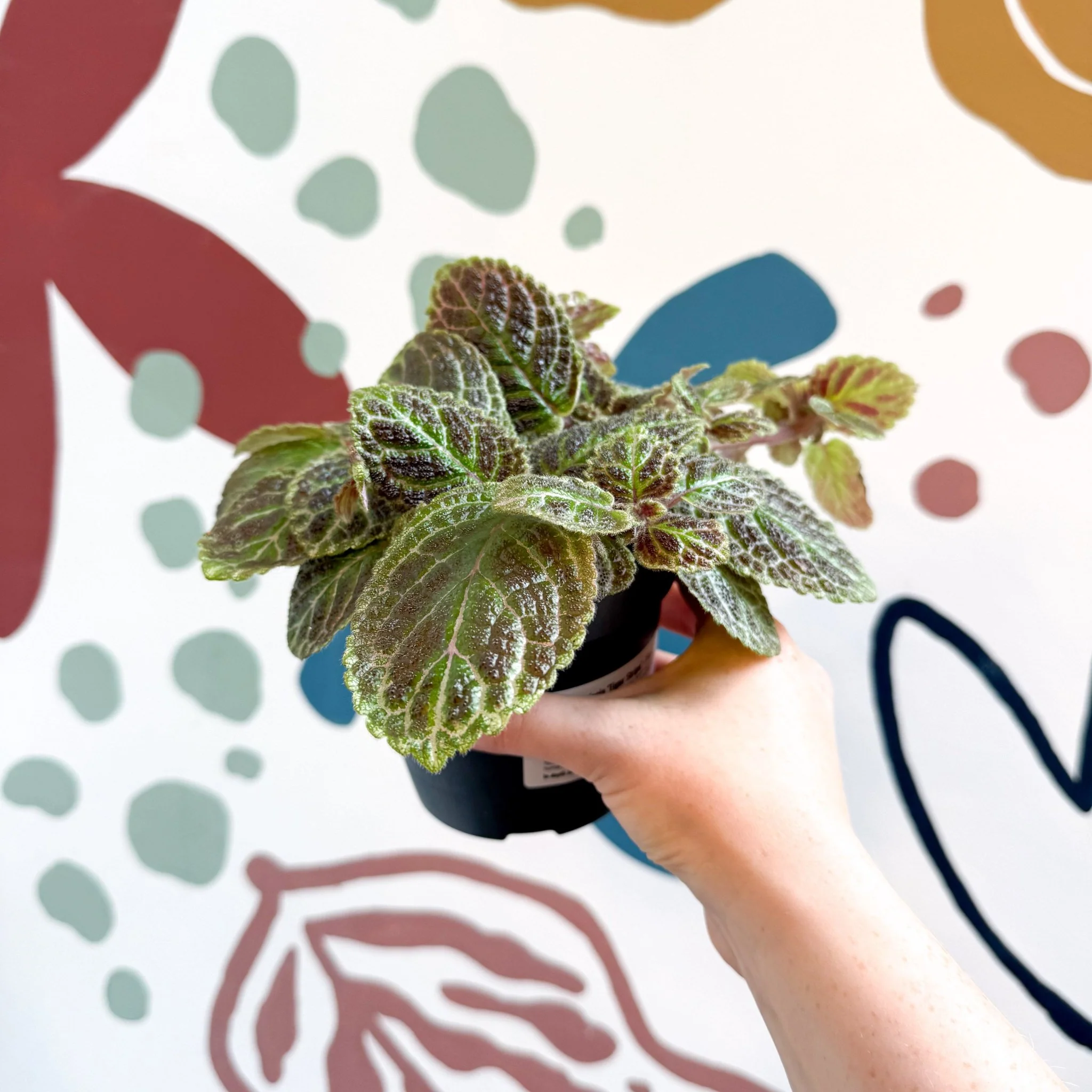 Episcia ‘Tiger Stripe' - Flame Violet - Image 7