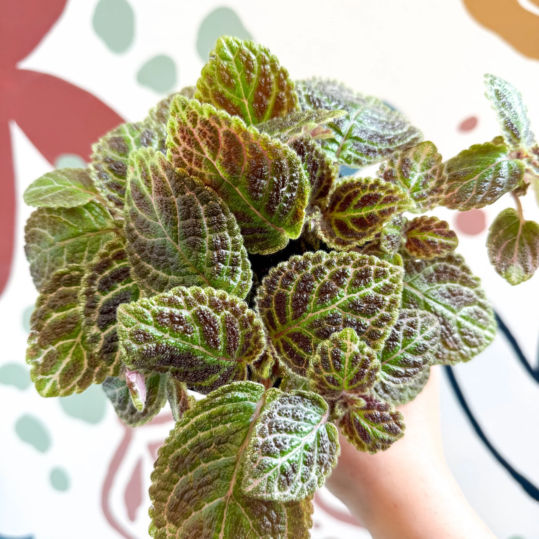 Episcia ‘Tiger Stripe' - Flame Violet - Image 8