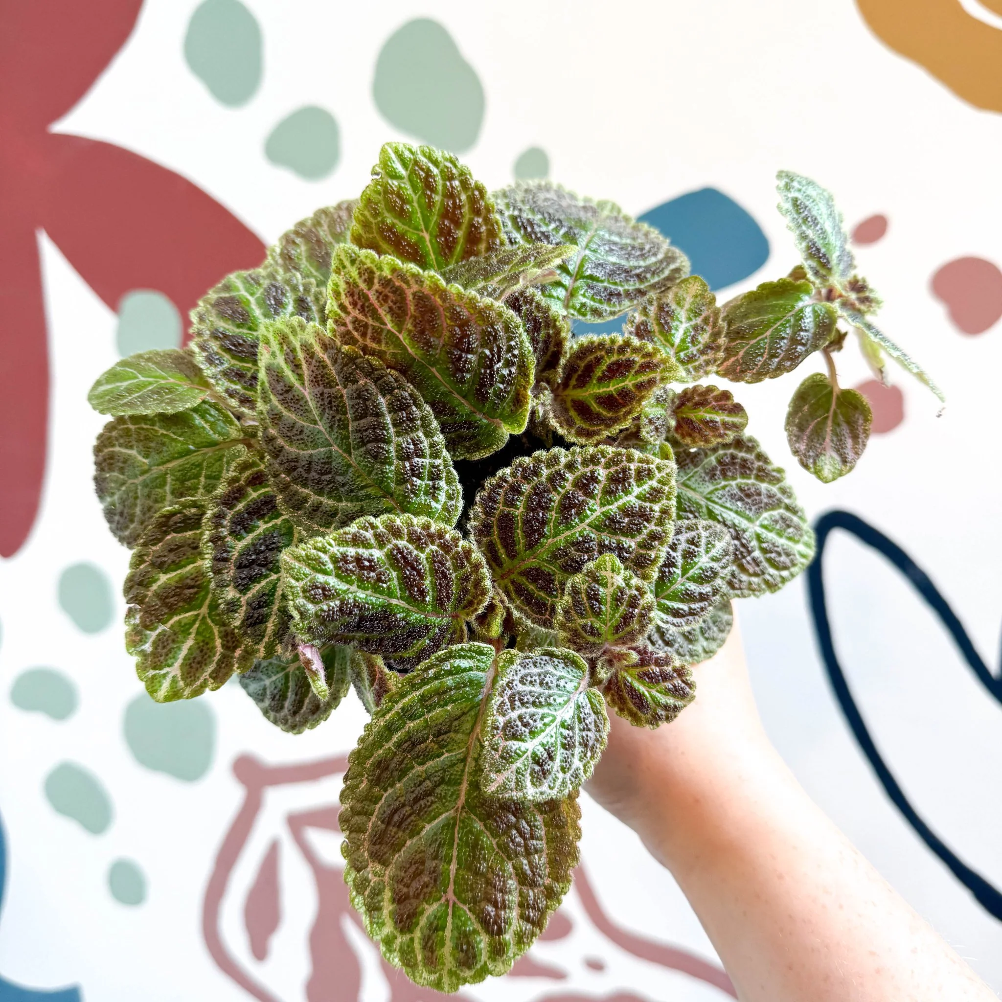 Episcia ‘Tiger Stripe' - Flame Violet - Image 9