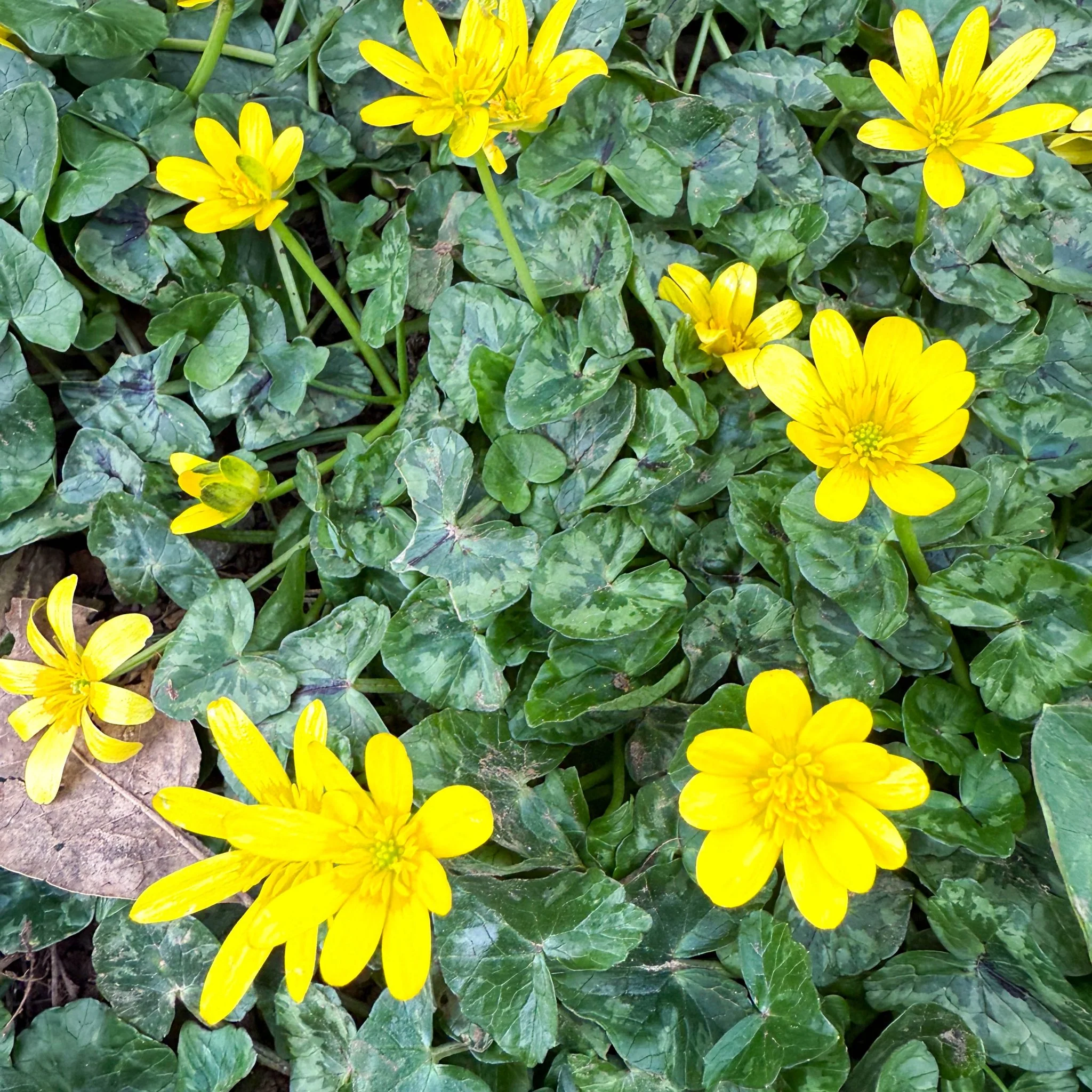 Eranthis hyemalis – Potted Winter Aconite Bulbs