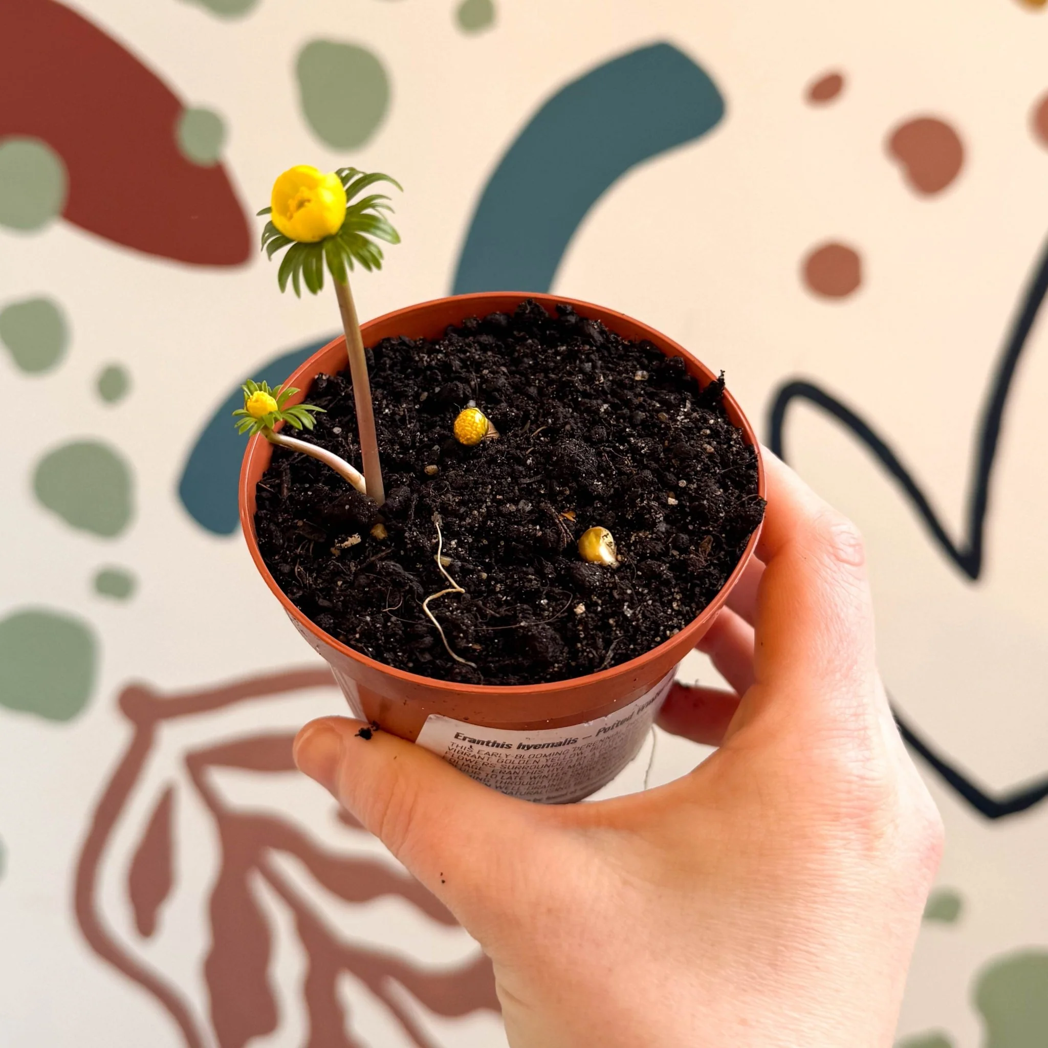 Eranthis hyemalis – Potted Winter Aconite Bulbs - Image 2
