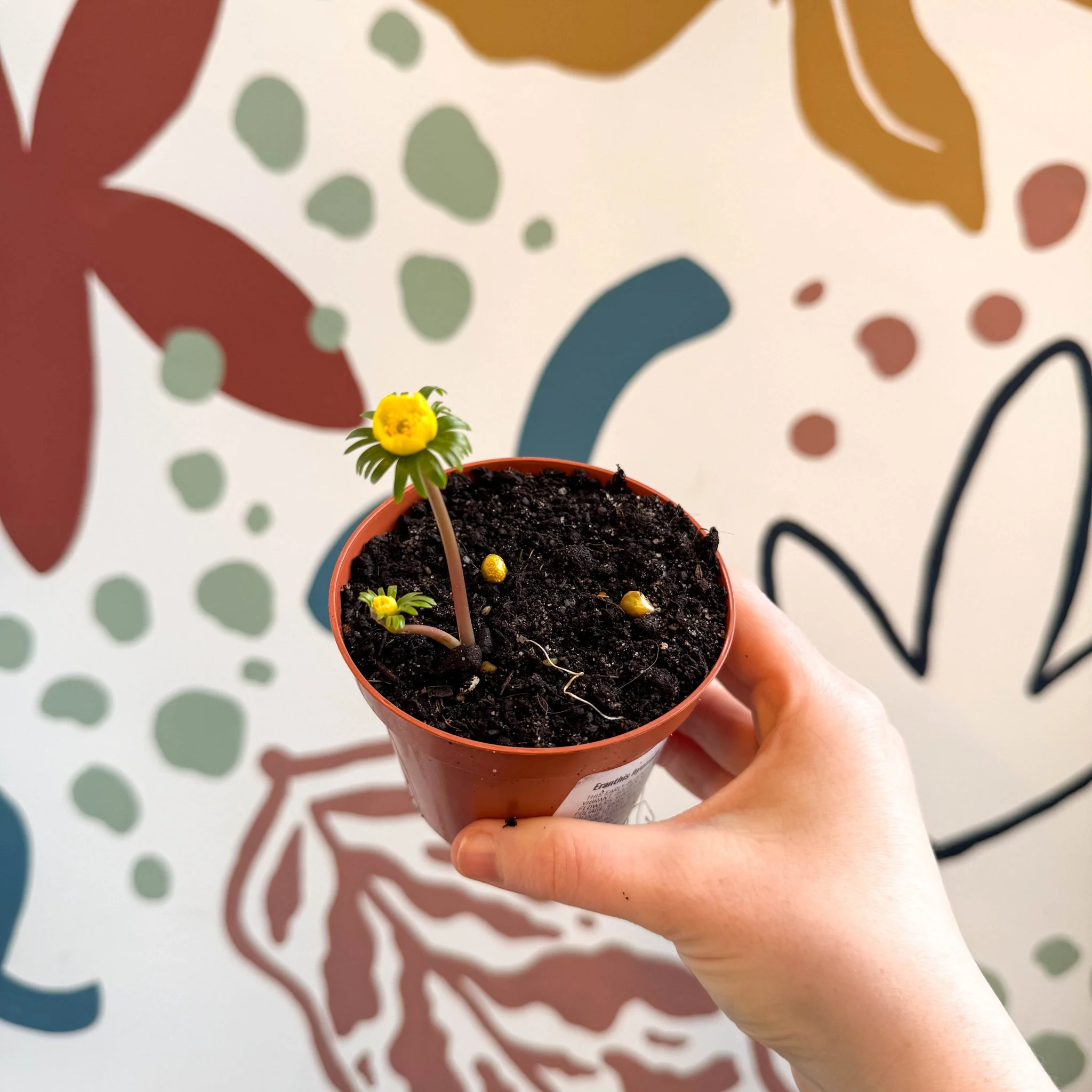 Eranthis hyemalis – Potted Winter Aconite Bulbs - Image 3
