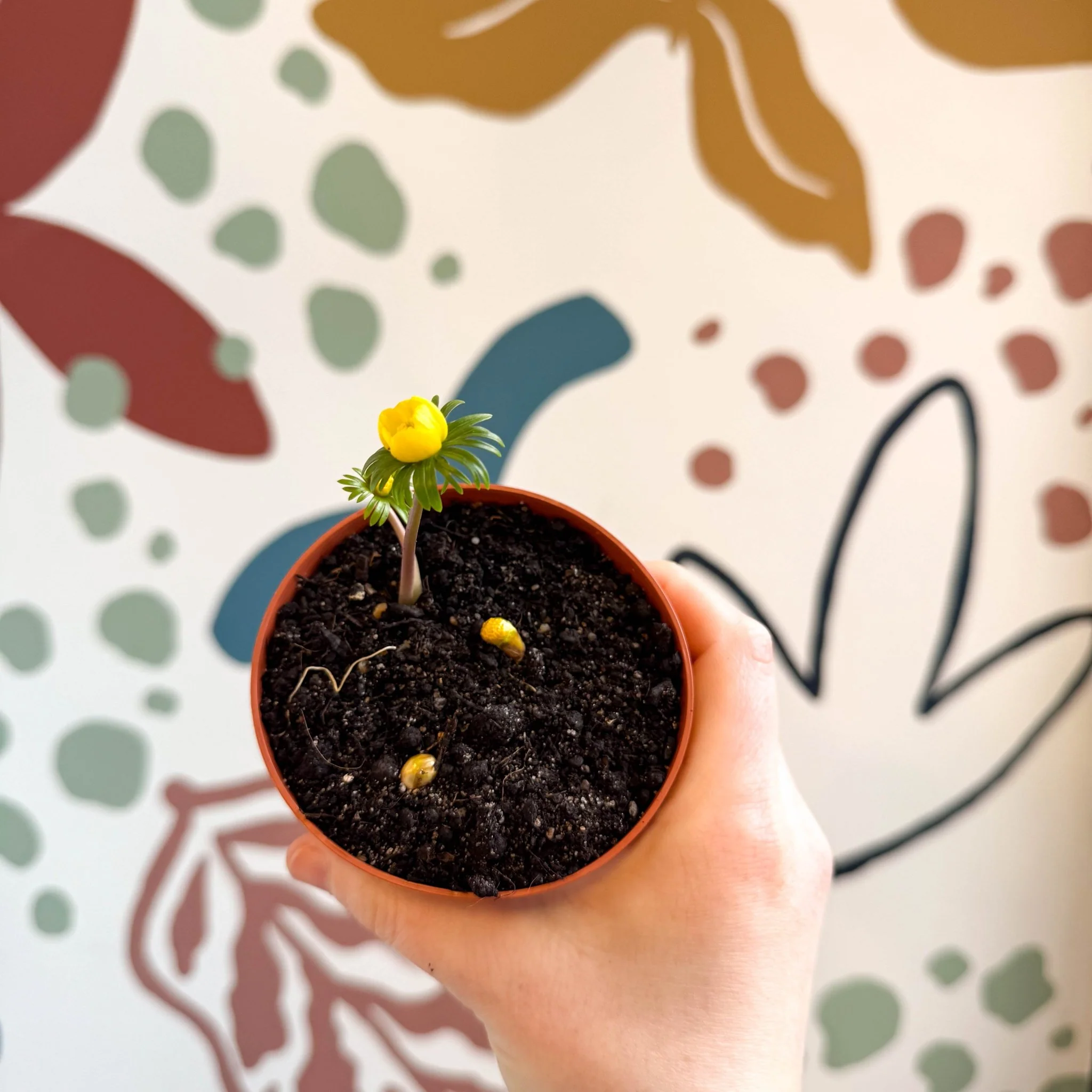 Eranthis hyemalis – Potted Winter Aconite Bulbs - Image 6