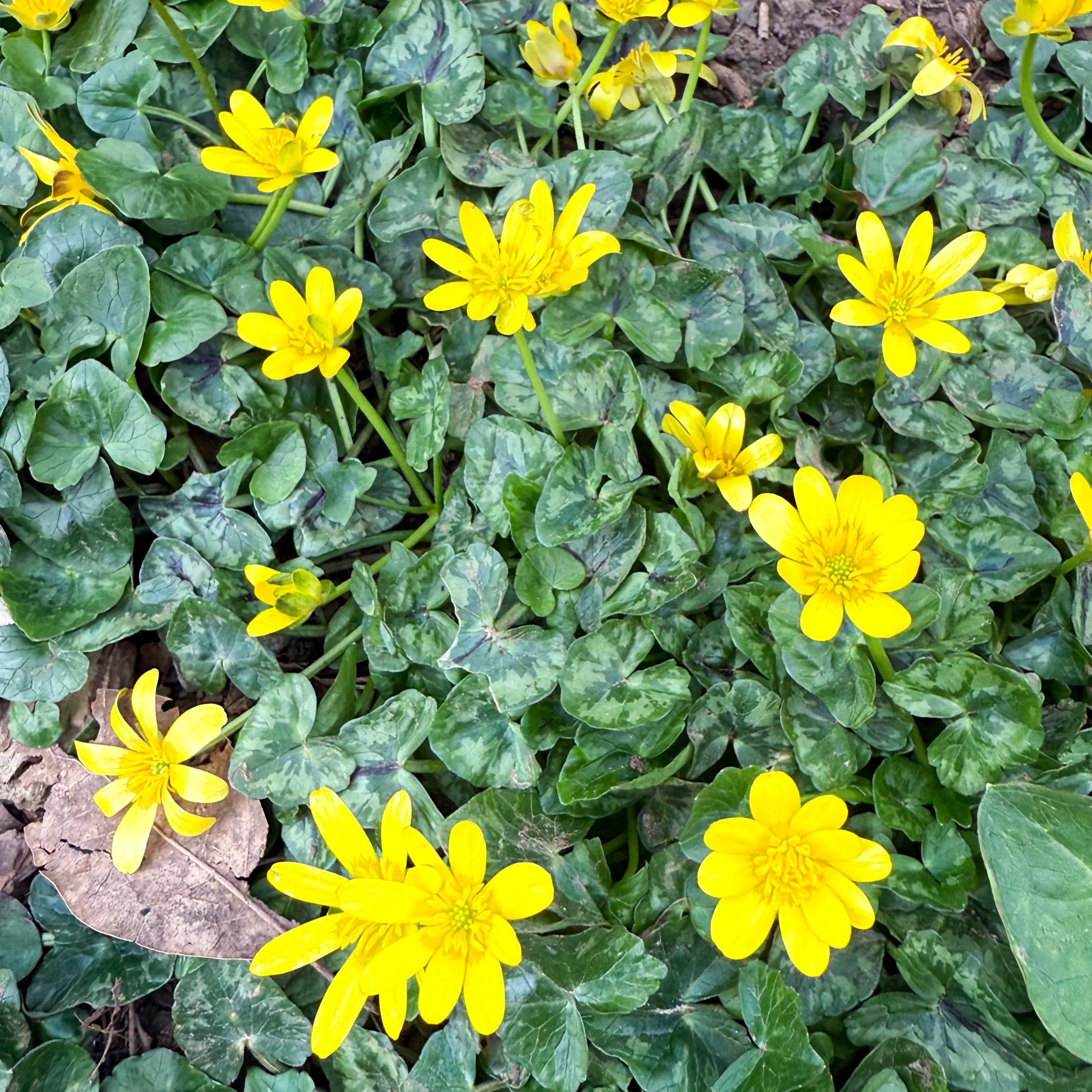 Eranthis hyemalis – Potted Winter Aconite Bulbs - Image 7