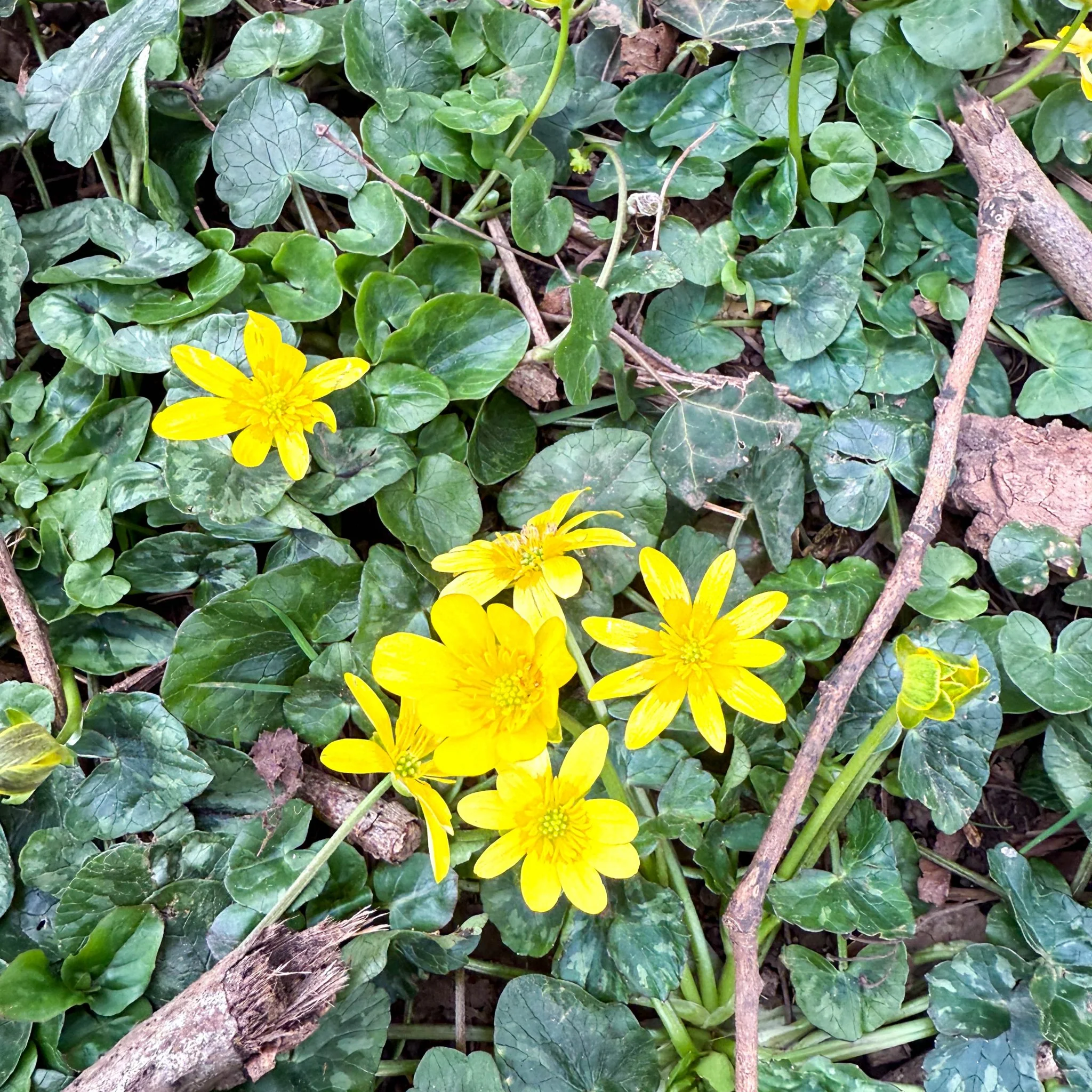 Eranthis hyemalis – Potted Winter Aconite Bulbs - Image 8