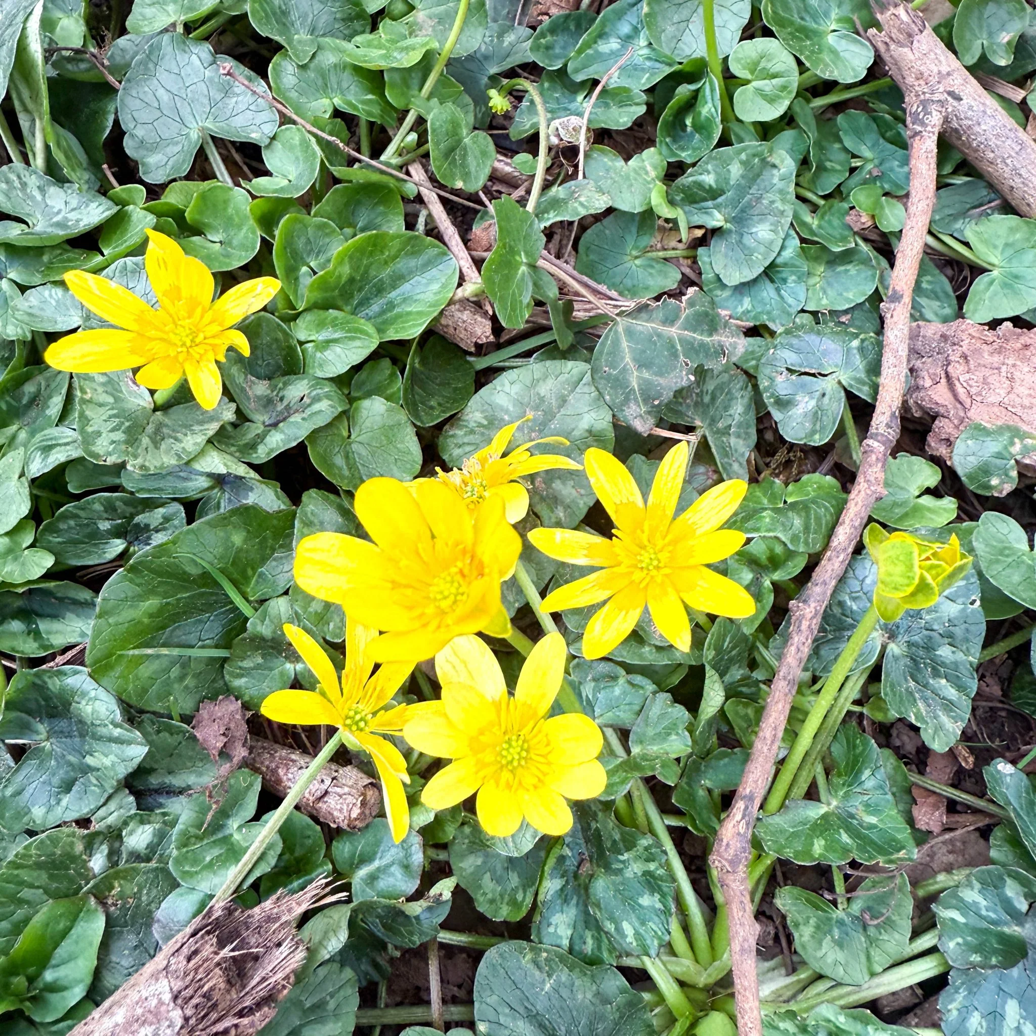 Eranthis hyemalis – Potted Winter Aconite Bulbs - Image 9